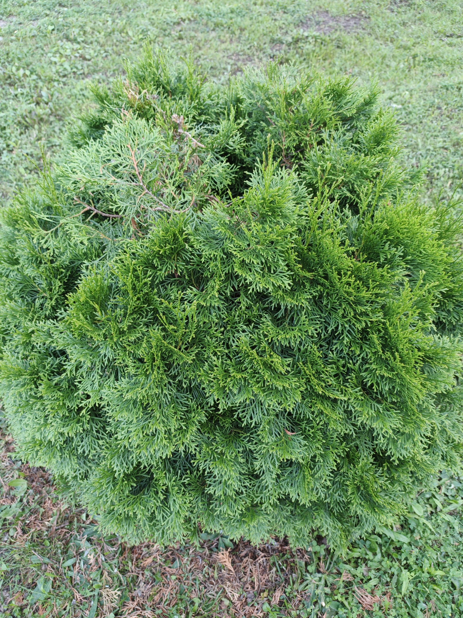 A spherical, green coniferous shrub is positioned in the foreground of the image. The shrub is dense and appears healthy, with feathery, scale-like foliage. The ground surrounding the shrub is covered in a mix of green grass and dried, brown foliage. The background consists of more grass. The image appears to be taken outdoors in a park or garden setting. There is no information about the city of Kazan, Russia in the image.