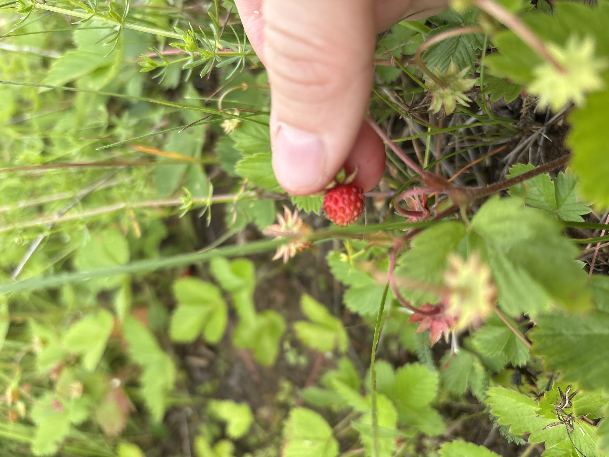 A close-up shot shows a person's hand gently holding a small, ripe wild strawberry. The strawberry is red with visible seeds and is positioned near the fingertip. The surrounding environment is a patch of greenery, with lush leaves and thin stems of plants. The background is blurred, suggesting a natural, outdoor setting, possibly a field or a garden. The focus is on the strawberry and the interaction of the hand with it. The scene implies a moment of foraging or picking fruit. The image does not contain any identifiable landmarks or elements that would place it specifically within the city of Курган, Russia.