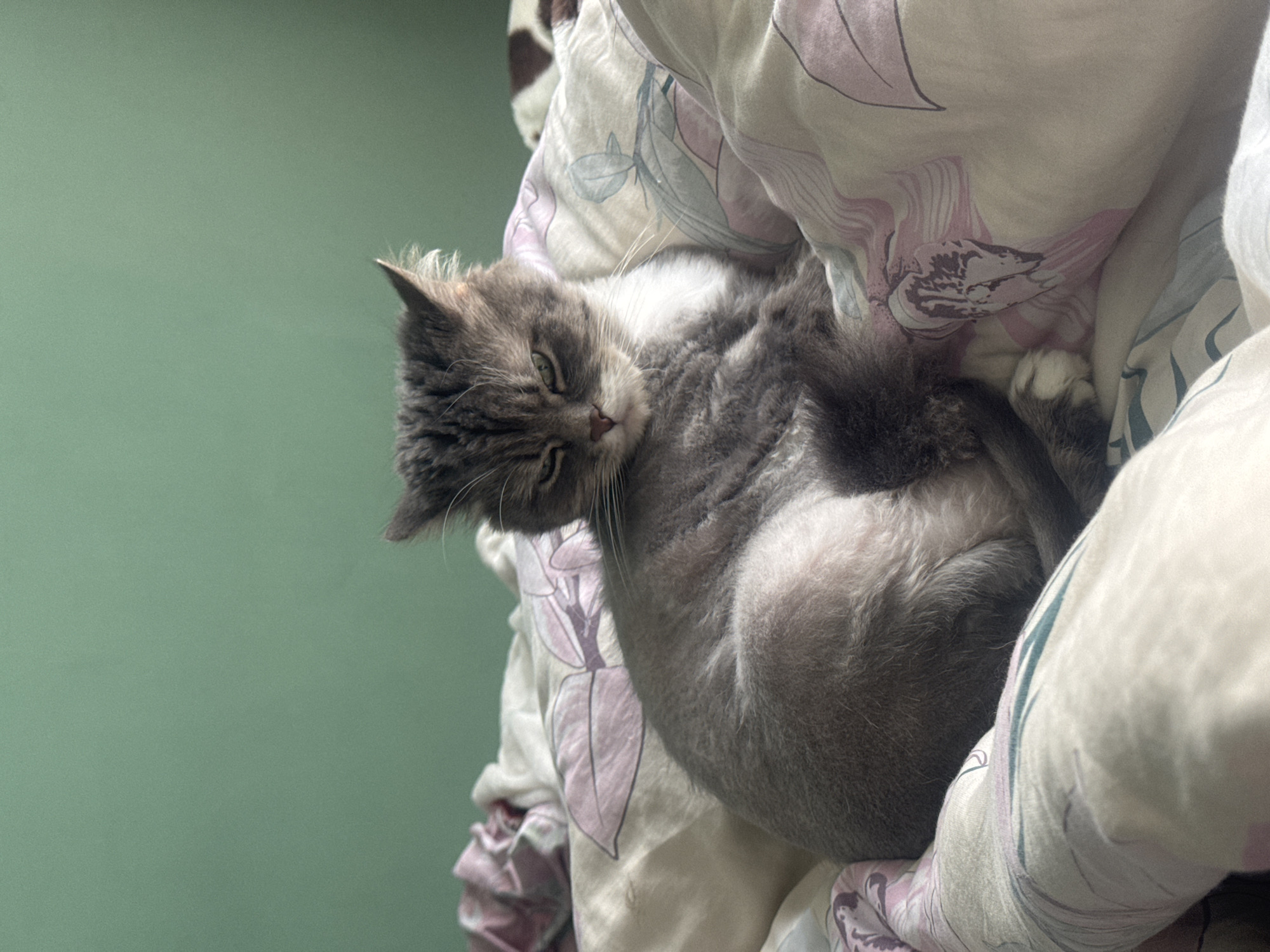 A domestic cat is captured resting cozily amidst soft, patterned bedding in an indoor setting, likely a bedroom in Moscow, Russia. The cat, with gray and white fur and subtle tabby markings, is curled up on its side, nestled into the blankets. It looks directly at the viewer with alert green eyes and a relaxed expression. Its chest and belly display white fur, contrasting with the darker gray of its back and head.
The bedding consists of a creamy-white duvet or blanket adorned with a delicate floral pattern featuring muted purple-pink and light blue petals and leaves, resembling orchids or similar blooms. The fabric appears soft and rumpled, indicating comfort and use. In the background, a plain, muted sage green wall provides a simple, uncluttered backdrop. The lighting is soft and even, highlighting the cat's fur and the textures of the bedding. The overall scene conveys a sense of warmth, relaxation, and domestic tranquility. There is no visible text in the image.