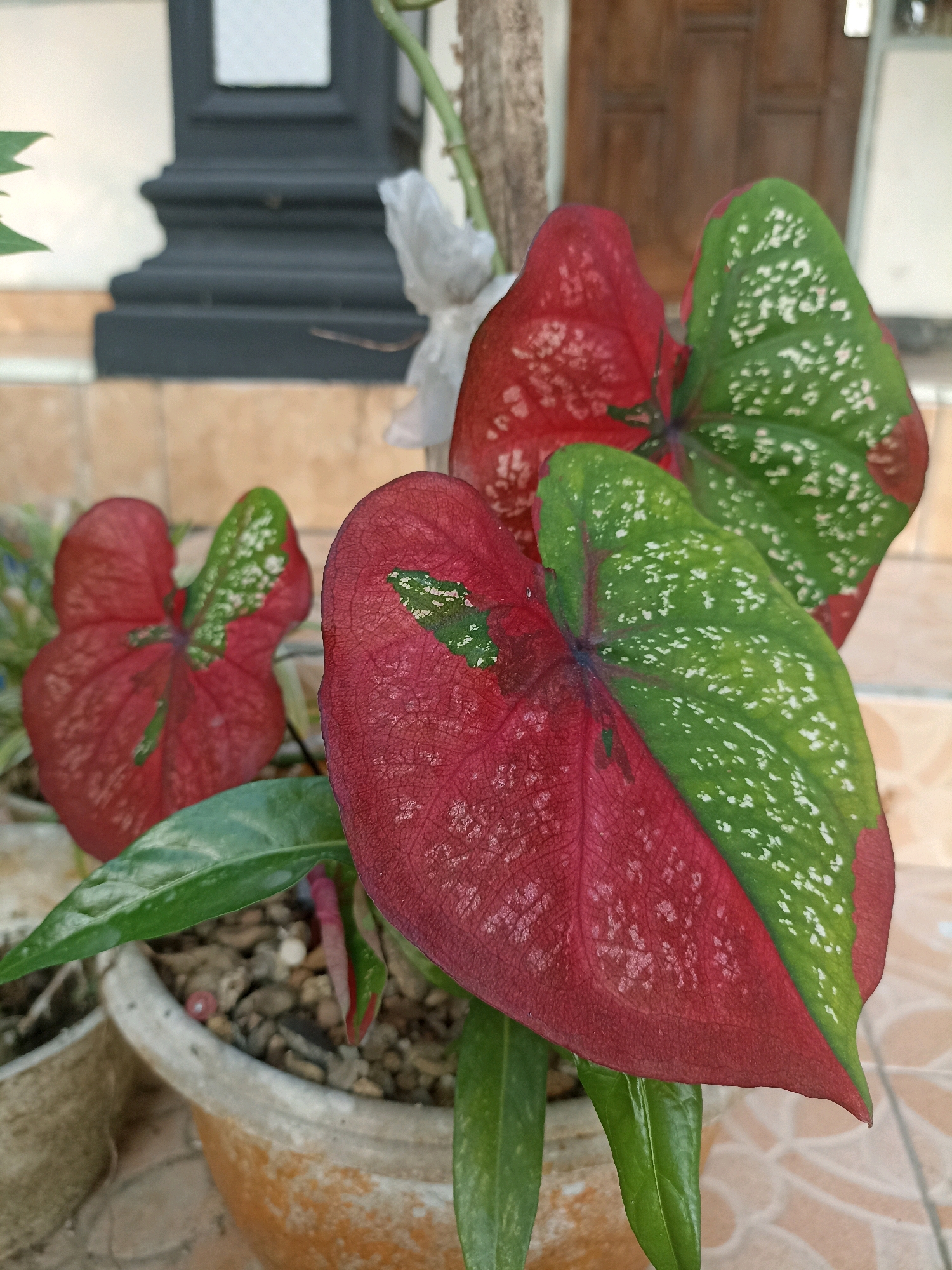 A close-up, eye-level, outdoor shot features a potted plant with several heart-shaped leaves. The leaves exhibit a striking bicolor pattern, with one side a deep red and the other a vibrant green. Both colors are speckled with white markings. The plant is in a rough, terracotta-colored pot filled with small pebbles and soil. In the background, the lower portion of a building is visible, with a dark, decorative architectural element and beige tiled flooring. The setting appears to be a residential area in Wonogondo, Indonesia, possibly a porch or garden. There are no people or animals present in the image.