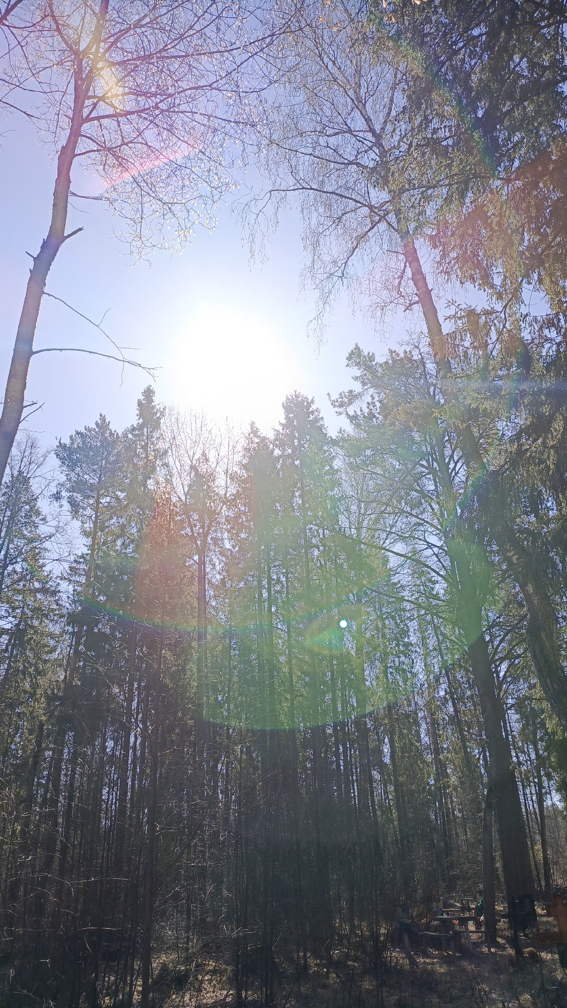 The image shows a dense forest scene with tall trees reaching towards a bright, sunny sky. The sun is positioned high in the sky, causing significant lens flare. The trees are a mix of deciduous and coniferous types, with bare branches visible on some of the deciduous trees. The foreground is darker, suggesting a dense undergrowth. At the bottom right, there are some objects and people, but they are obscured by the darkness and distance. The location is unknown.