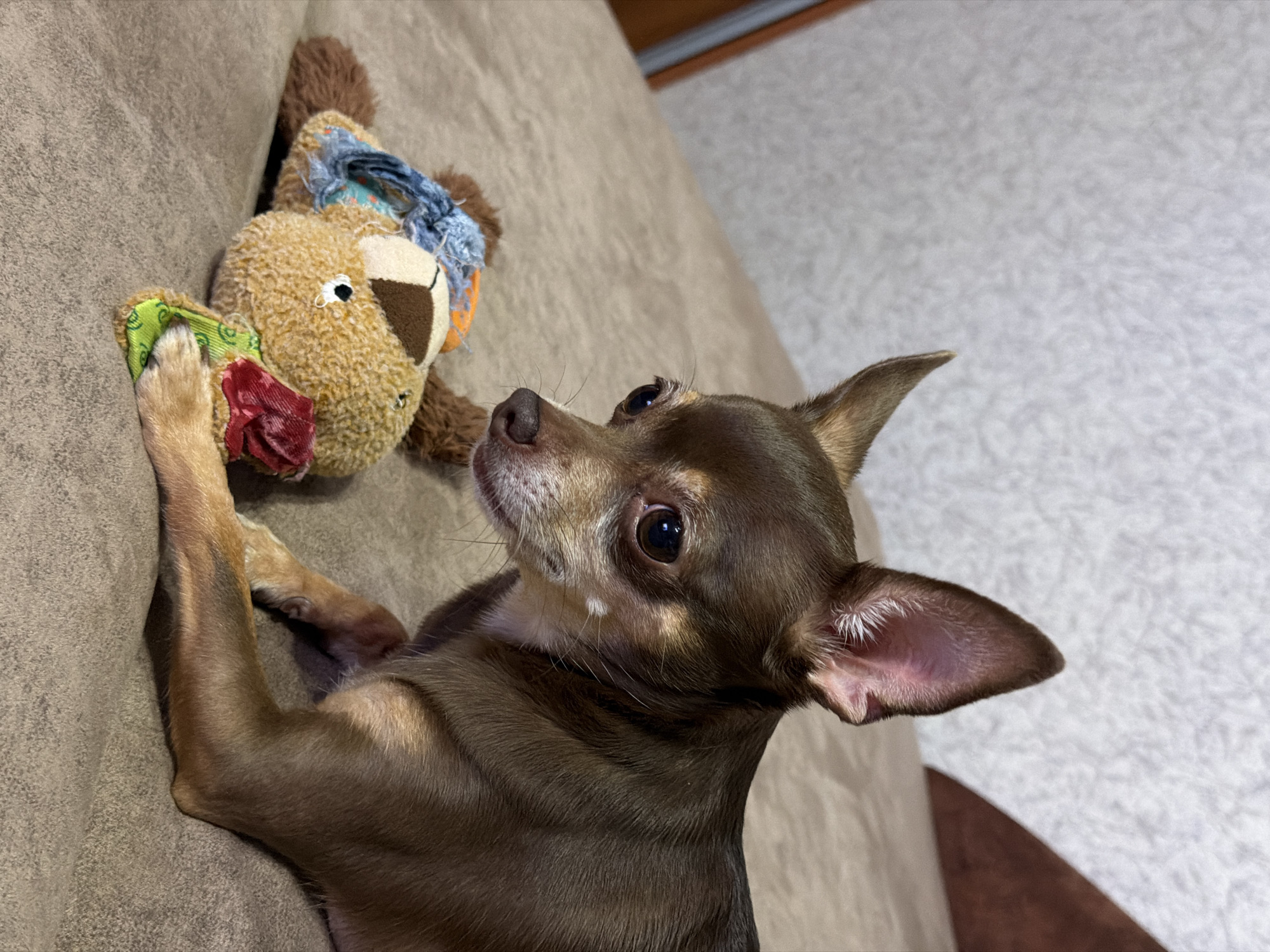A brown chihuahua dog is lying on a brown couch next to a stuffed toy dog. The chihuahua is looking at the stuffed toy. The stuffed toy is brown and tan with blue and orange accents. The background is a textured wall.