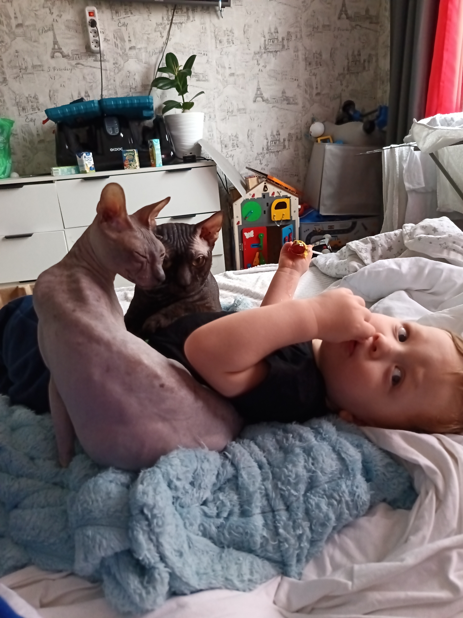 A medium-shot photograph, taken indoors, captures a serene domestic scene featuring a young child and two Sphynx cats on a bed. The child, with light hair, lies on their back, gazing directly at the camera with a relaxed expression. They wear a black top, with one hand holding a small, colorful toy and the other near their mouth.
Two hairless Sphynx cats are positioned near the child. The cat in the foreground is light-colored, its back facing the camera, while it appears to be looking towards the second cat. This second cat, darker in color, sits closer to the child, also looking towards the lighter cat. Both cats seem calm and accustomed to the child's presence. The child and cats are resting on a fluffy, light blue blanket, which is spread over white sheets.
The background reveals a lived-in room, likely a bedroom or play area. A white dresser with black handles stands to the left, topped with various items including a black device labeled "OCDOC," a potted green plant, and small boxes. A white power strip is mounted on the wall above the dresser. The wallpaper features a pattern of cityscape illustrations, with discernible text like "Paris," "S. Petersburg NE," and "City." A flat-screen television is mounted high on the wall, partially visible at the top. To the right, parts of red curtains and a white clothes drying rack are visible. Near the child's head, a wooden activity board toy is present, adding to the impression of a child's space. The natural lighting suggests it is daytime.