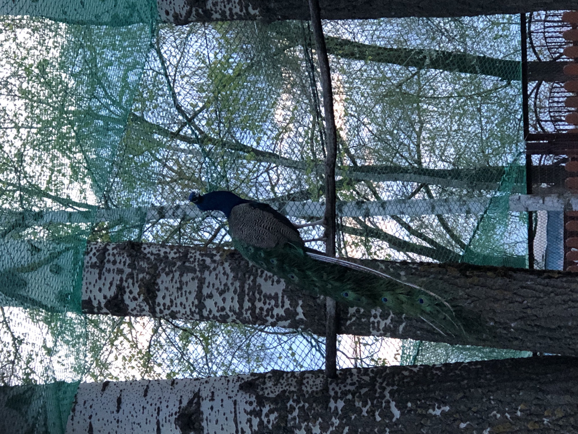 A peacock is perched on a branch of a tree behind netting in an outdoor setting. The bark of the tree appears mottled. The peacock has a blue neck and tail feathers with iridescent markings. The setting appears to be within a city, though specific details confirming the location as Chaikovsky, Russia, are not visible in the image.