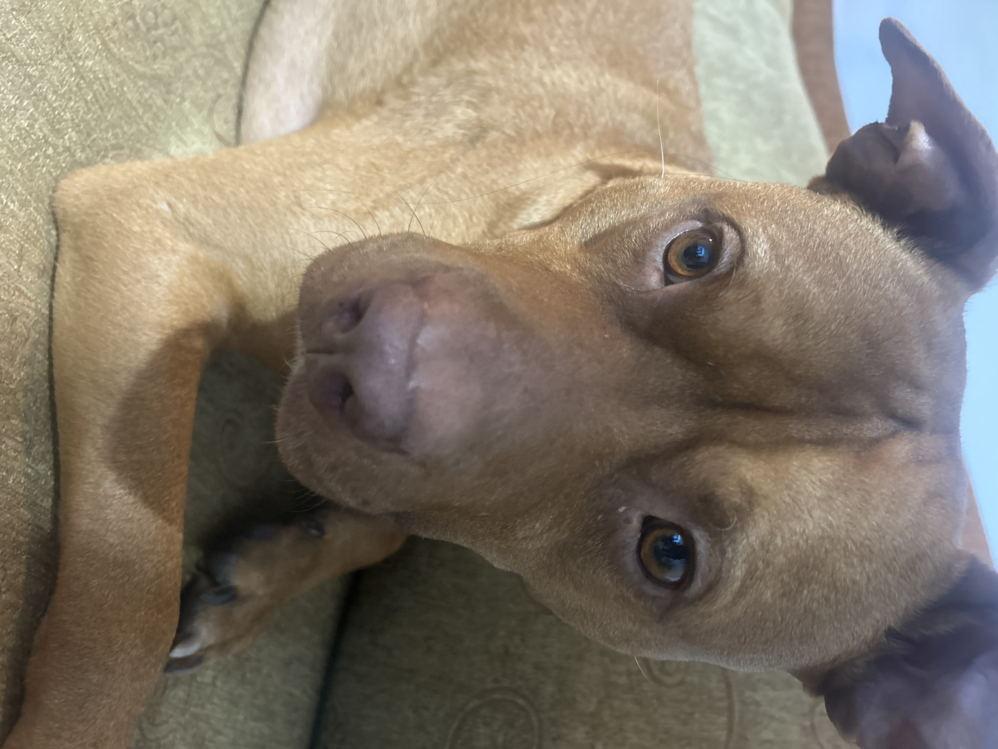 A close-up, medium-shot image shows a dog lying on what appears to be a textured, olive-green surface, possibly a couch or cushion. The dog has short, light-brown fur and its head is tilted towards the camera. Its eyes are a deep brown color. The dog's left ear is partially folded over. The location is unknown.