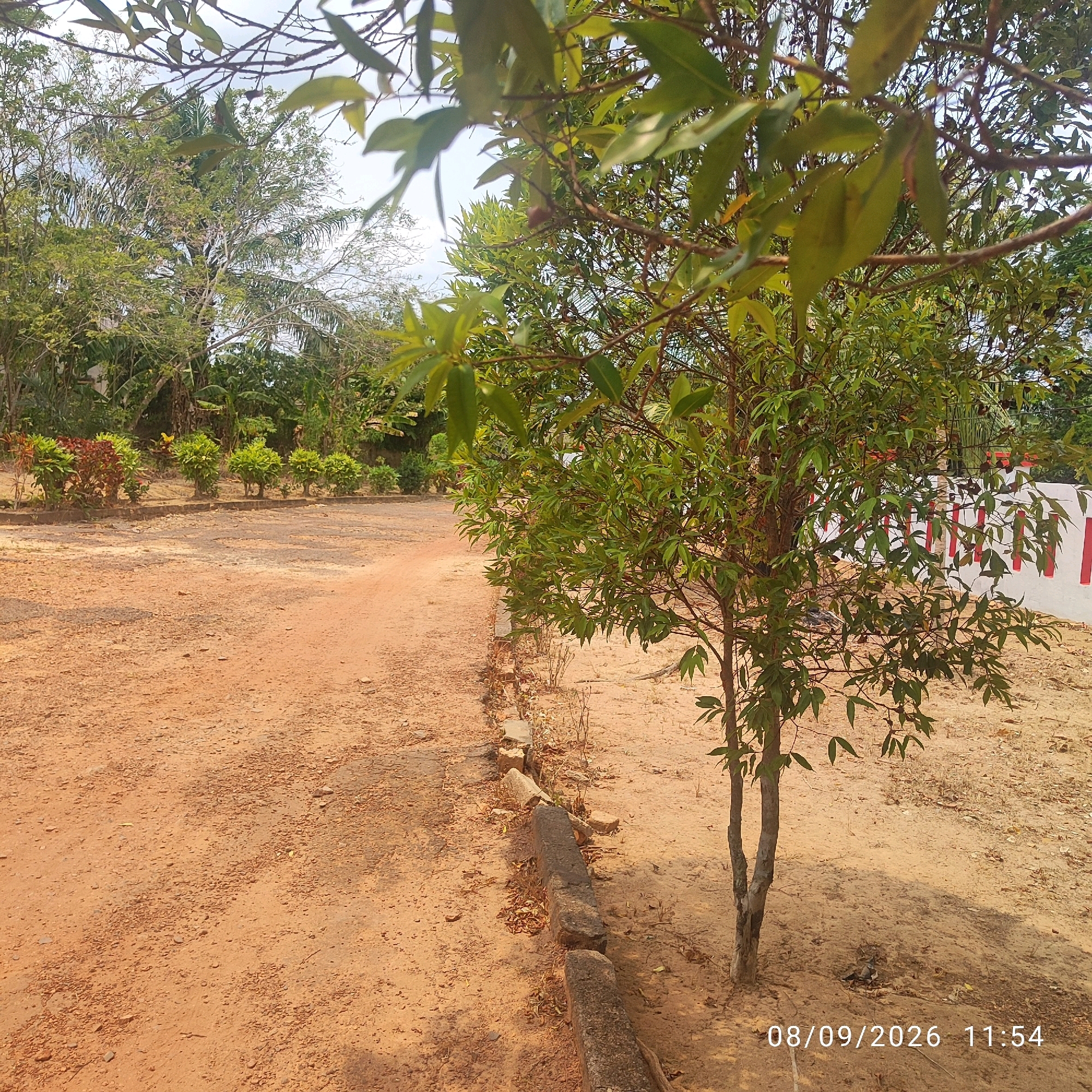 In an outdoor setting, a dirt path curves to the left. To the right of the path, a young tree with green leaves stands near a low wall constructed of rough stones. Beyond the wall, a white structure with red vertical stripes is visible. In the background, lush green foliage and trees create a dense canopy. The ground is covered in reddish-brown dirt with scattered small stones and dry leaves. The sky is overcast with faint clouds. A date and time stamp, "08/09/2026 11:54," is present in the lower right corner. The scene depicts an outdoor area with vegetation and a path, possibly in a park or rural location.
