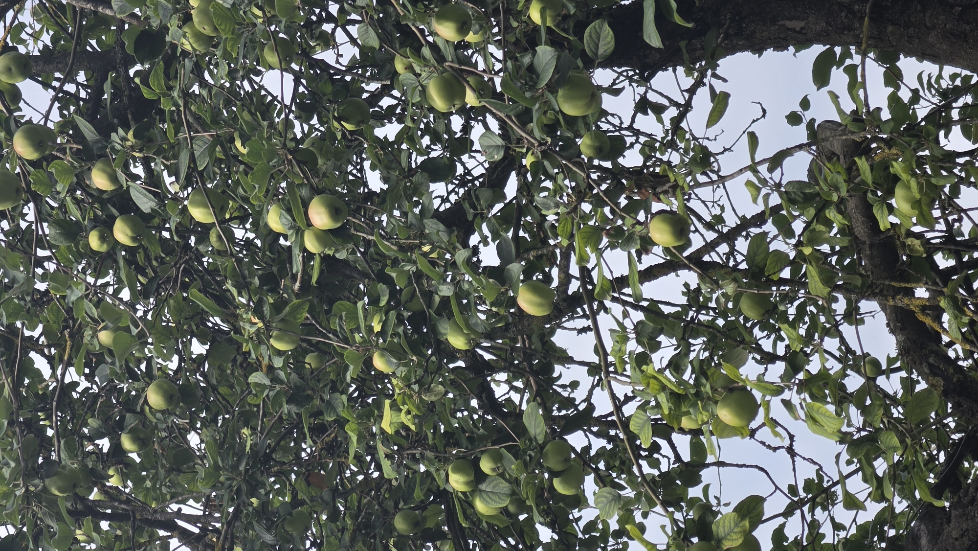 The image shows a close-up view of an apple tree laden with green apples, suggesting a late summer or early autumn harvest season. The apples are of varying sizes and are interspersed among the tree's green leaves and branches. The lighting suggests it is daytime, possibly overcast, as there are no harsh shadows. The scene is natural and appears to be outdoors. No specific landmarks or indications of Jūrmala, Latvia, are visible in the image itself.