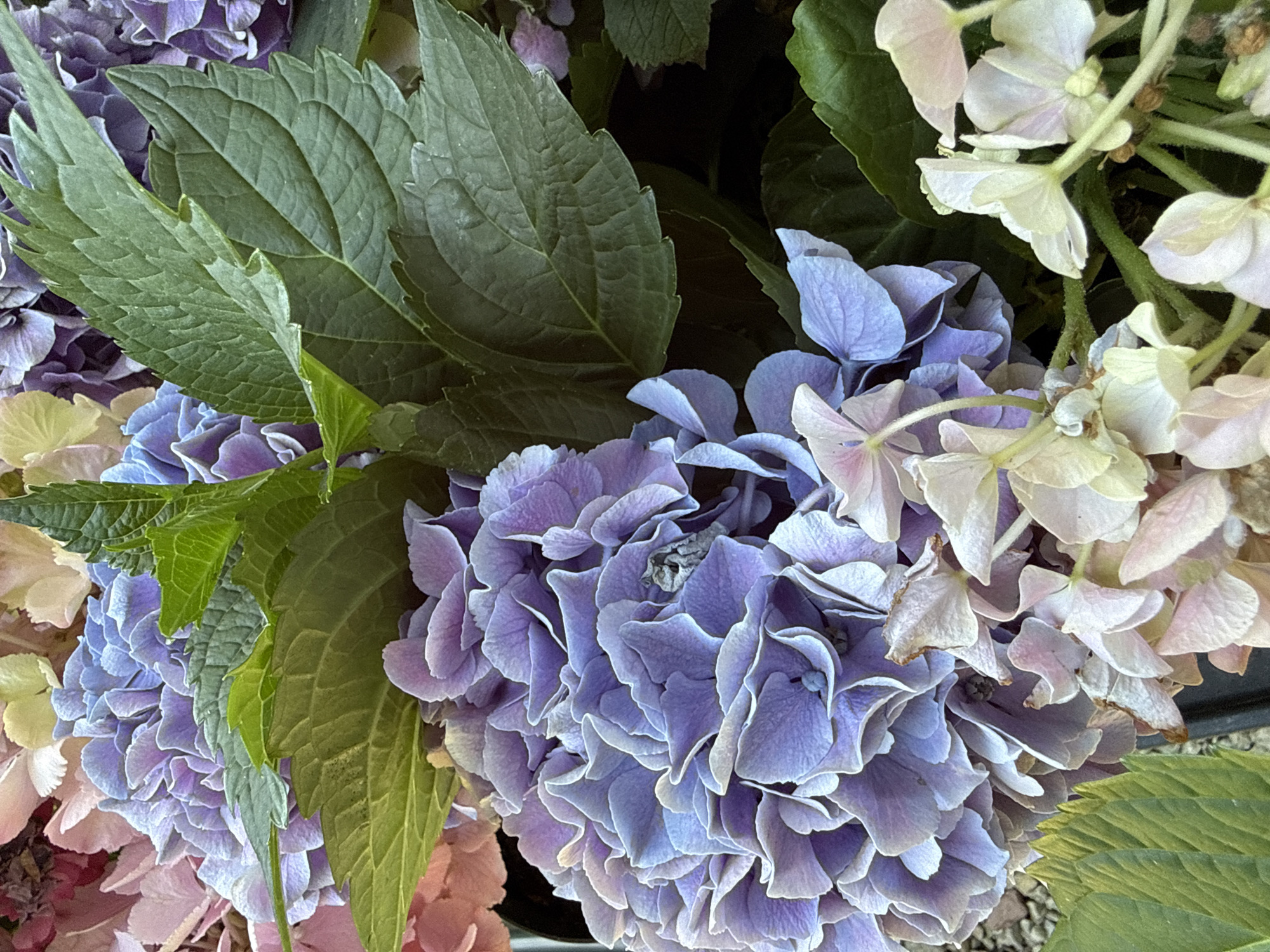 A close-up, overhead shot captures a cluster of blooming hydrangeas in various shades of purple, blue, pink, and cream. Lush green leaves intersperse the flowers, some with serrated edges. The hydrangeas are densely packed, with some blooms appearing to be in various stages of freshness, with a few petals showing signs of drying. The background is dark and out of focus, suggesting the flowers are either in a garden or a flower shop. There is no indication of the location in the city of Bad Sachsa, Germany, in the image.
