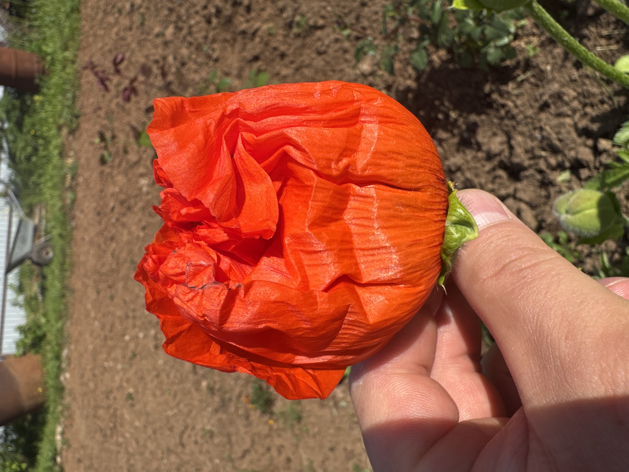 This image, depicting a scene in the city of Chaikovsky, Russia, shows a human hand holding a vibrant, large orange-red flower. The flower, likely a poppy, exhibits deeply crinkled, thin petals with a vivid orange-red hue, forming a cup-like bloom. A bright green calyx is visible at its base. The hand, with light skin tones, grasps the flower from beneath, with the thumb and forefinger clearly visible. Strong, direct sunlight illuminates the scene, casting sharp shadows on the hand and emphasizing its skin texture. The background is blurred, revealing a cultivated outdoor environment. Light brown, tilled earth occupies the mid-ground, with scattered small green plants and a few dark, reddish-purple shoots to the right. In the far background, a dark brown cylindrical object, possibly a barrel, is partially visible to the left, alongside green grass. Further right, a light-colored structure and the wheel and frame of a wheelbarrow are discernible.
