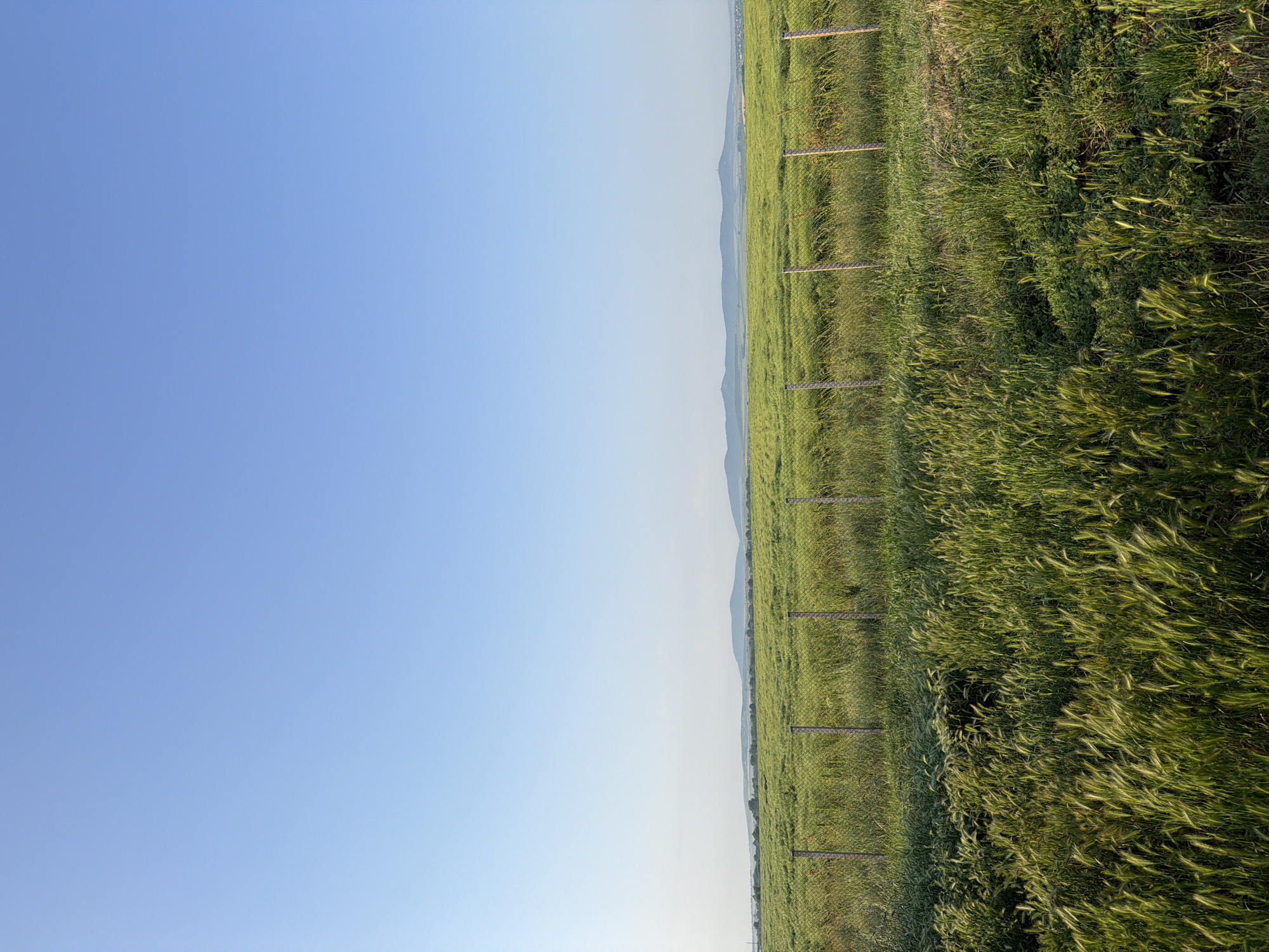 The image depicts a serene rural landscape under a clear blue sky. A vast field of green, tall grass or crops dominates the foreground and midground, extending horizontally across the frame. A wire fence with several wooden posts runs through the field, roughly parallel to the horizon. In the distant background, a faint line of low-lying hills or mountains can be seen against the sky. The sky is a uniform, bright blue, suggesting clear and sunny weather. The lighting indicates it is daytime, likely late morning or early afternoon, casting soft illumination on the field. There are no people or animals visible, and the scene exudes a peaceful atmosphere. The location is Vodenichane, Bulgaria. No visible text is present in the image.
