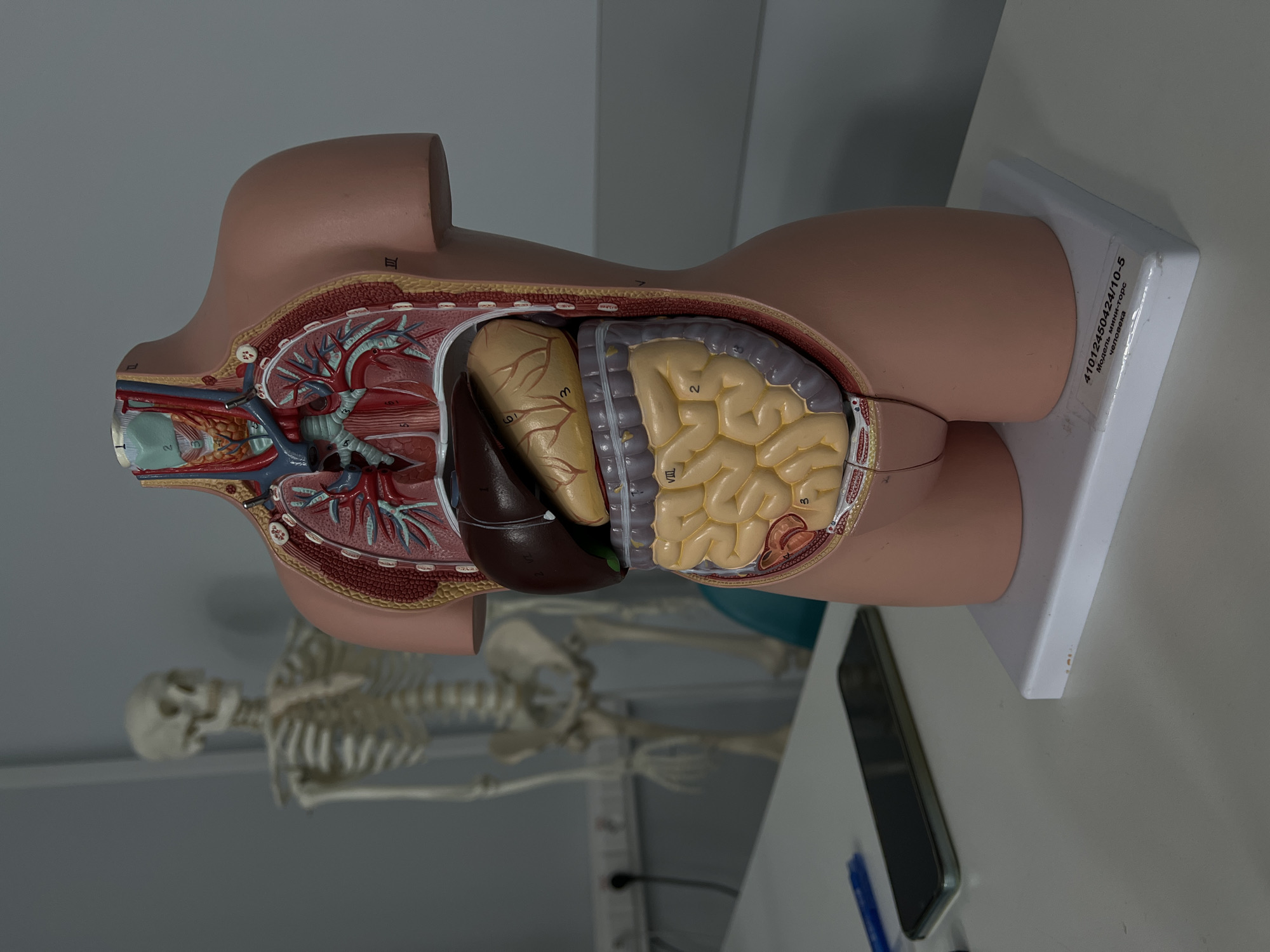 An anatomical teaching environment is depicted, likely in Moscow, Russia, given the Russian text on the visible objects. In the foreground, a multi-colored anatomical model of a human torso is displayed, cut sagittally to reveal organs including the liver, stomach, intestines, heart, and lungs, with various parts numbered. This model stands on a white rectangular base labeled with "41012450424/10-5" and "Модель мини-торс человека" (Human mini-torso model) in Cyrillic script. To the left, on a white desk surface, a black smartphone and a blue pen are present. In the blurred background, a full human skeleton model stands erect against a light grey wall, which also features a white electrical outlet.