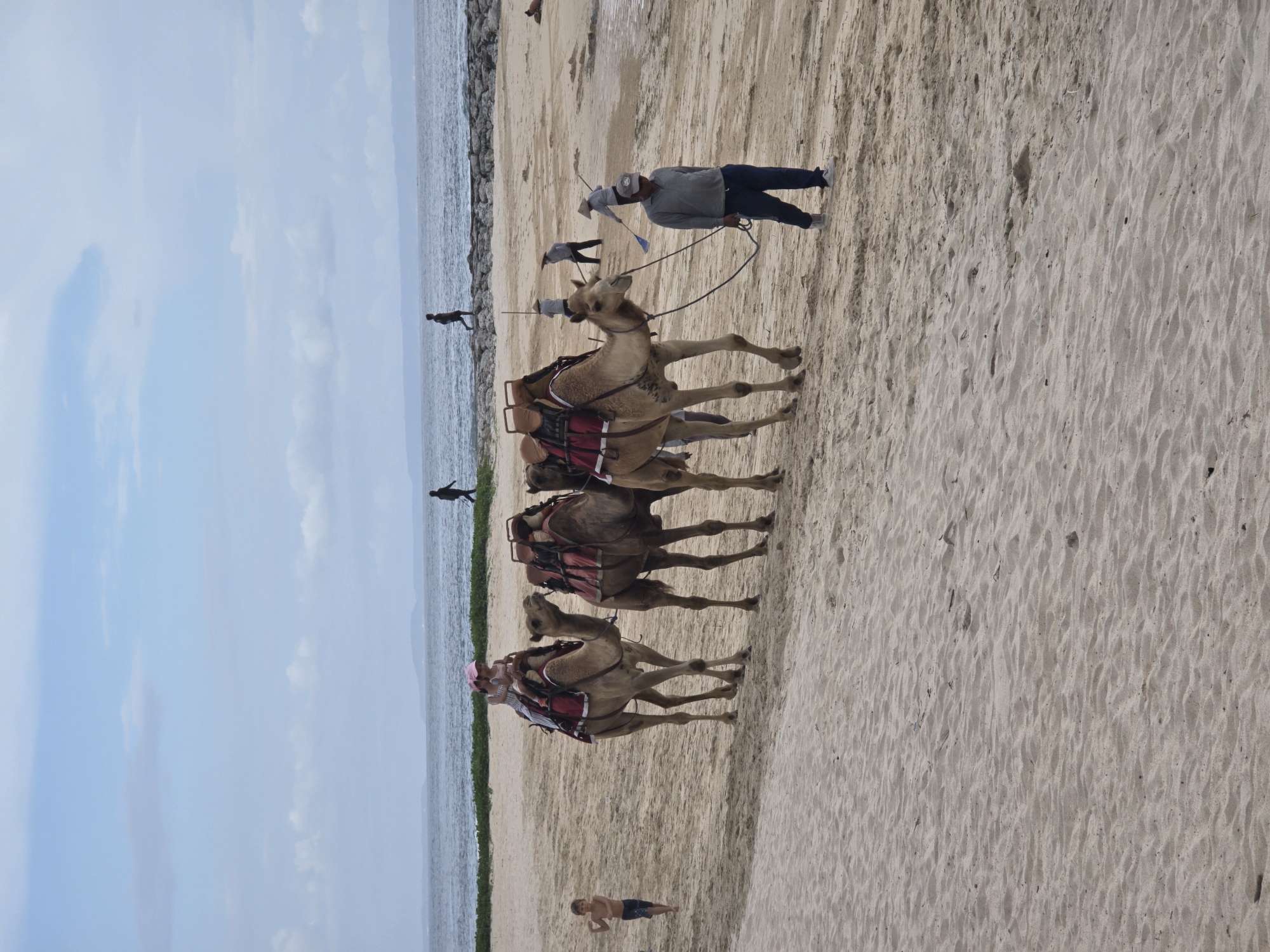 The image shows a beach scene in Nusa Dua, Indonesia. Four camels, saddled with red and black packs, are being led in a line by a man on the beach. The man wears a grey shirt, blue pants, and a cap. One camel has people riding on its back. The beach is sandy, with the ocean visible in the background. The weather is overcast. A child is lying on the sand and another is in the water. People can also be seen walking along rocks by the water.