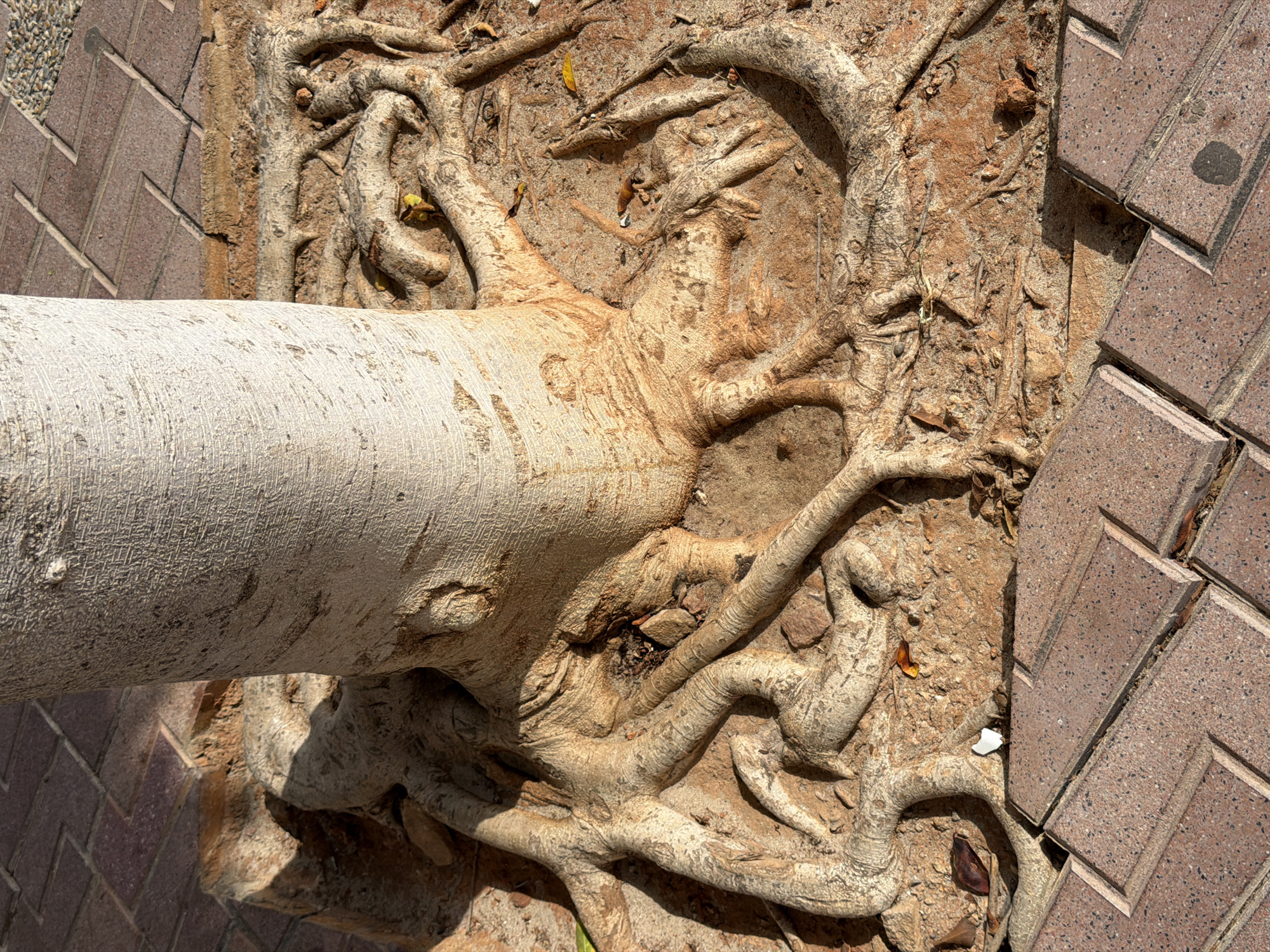 The image shows the base of a tree with exposed roots on a patch of soil. The soil is surrounded by paving stones. The tree trunk is thick and rough, with a light brown bark. The roots are gnarled and twisted, spreading out across the ground. The paving stones are made of reddish-brown rectangular blocks arranged in a herringbone pattern. The scene appears to be outdoors, in a public space such as a park or a street. There is no information in the image to suggest a specific location in Calvià, Spain.