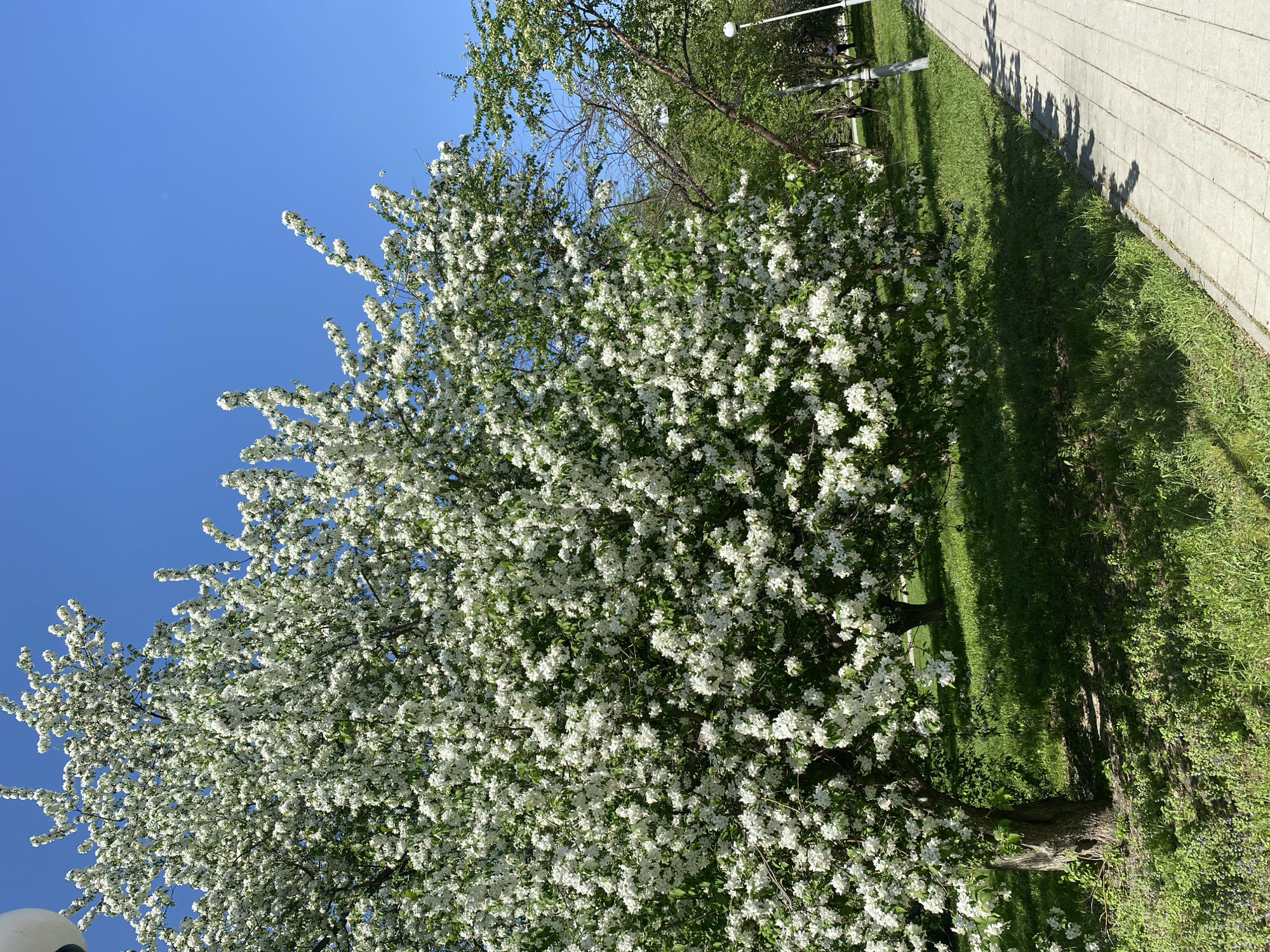 The image depicts a blooming tree with white flowers in a park setting in Tyumen, Russia. The tree is laden with blossoms and stands next to a paved walkway. Green grass is visible around the tree and along the walkway. The sky is clear and blue. There are other trees in the background. The image appears to be taken during the daytime in sunny weather. A streetlight is also visible in the background.