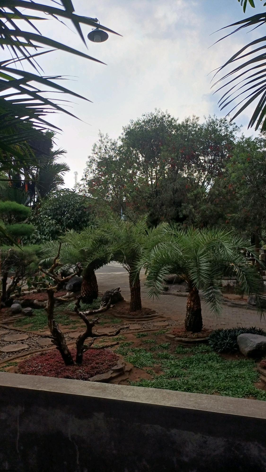 The image depicts an outdoor garden scene, likely in Tengahan, Indonesia, with a focus on lush vegetation and landscaping. In the foreground, a dark, textured wall partially obscures the lower portion of the frame, suggesting the viewpoint is from a patio or seating area.
Dominating the mid-ground are several palm trees, their fronds fanning out towards the sky. To the left, a gnarled, bare tree branch extends upwards, providing a stark contrast to the green foliage. The ground is a mix of reddish-brown mulch, small green plants, and strategically placed grey stones, interspersed with a pathway made of flat, irregular paving stones.
Behind the palm trees, a dense collection of trees with dark green foliage and hints of red accents create a backdrop. The sky above is overcast with soft, diffused light, and a modern outdoor light fixture is visible in the upper left quadrant, hanging from a thin pole. The overall impression is one of a well-maintained, tranquil garden space.