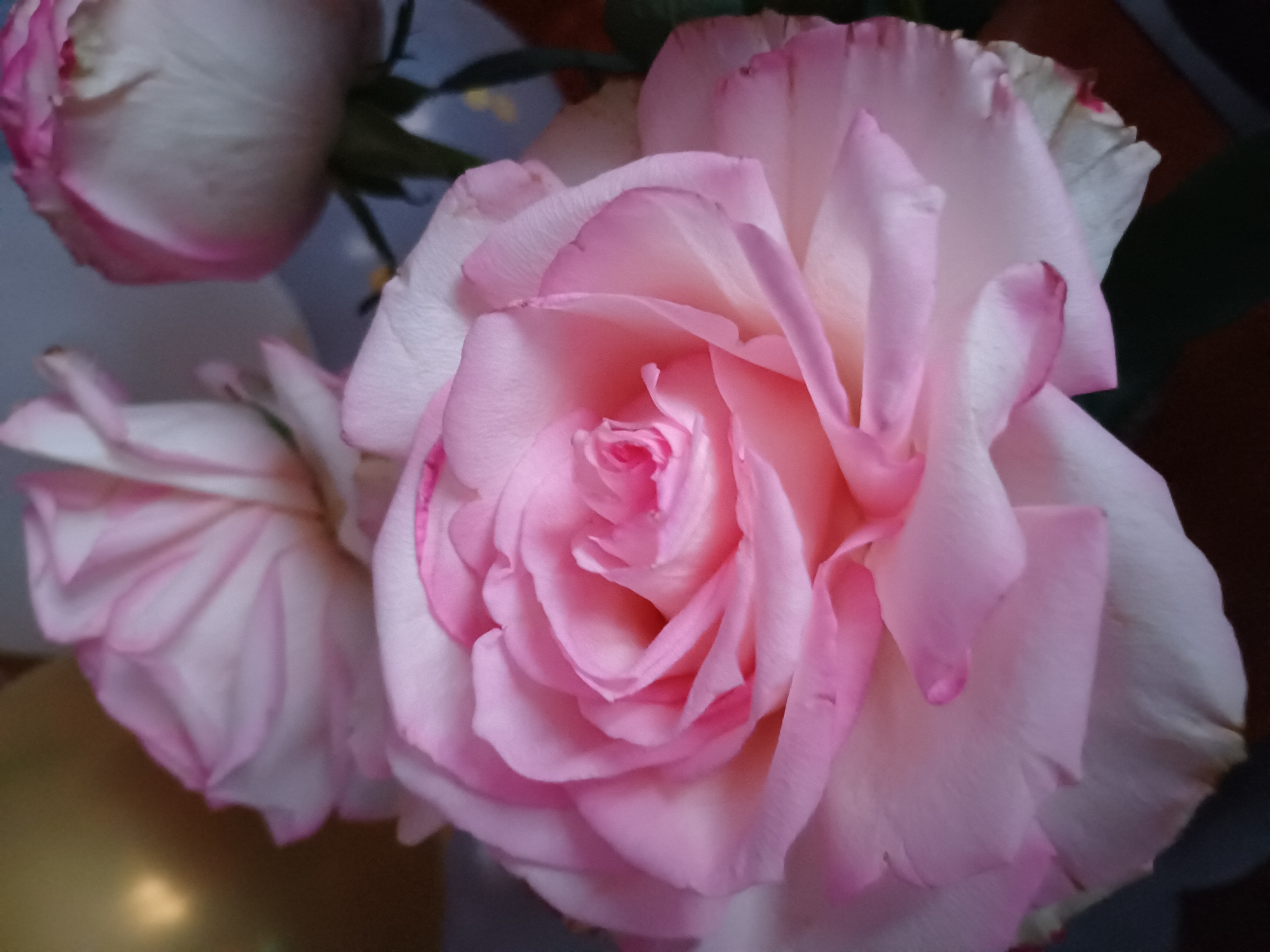 A close-up, shallow depth-of-field photograph showcases three pink and white roses. The primary focus is on a large, fully bloomed rose in the foreground, its delicate petals transitioning from a soft white at the base to a vibrant pink at the edges. To the left and slightly behind it, another rose is visible, its petals unfurling. In the upper right corner, a third rose, mostly a bud with a hint of pink, is also present. The background is blurred, with hints of gold and a dark, indeterminate color, suggesting a decorative setting. The lighting is soft, highlighting the texture and subtle color variations of the rose petals. The image is taken from a slightly elevated angle, looking down at the roses.