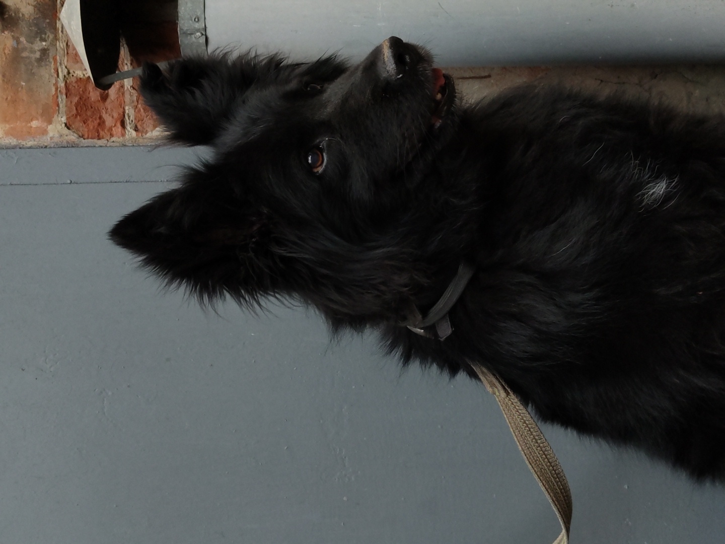 A black, shaggy dog is shown from the chest up, looking to its left. The dog has floppy ears and a dark brown eye. Its fur is long and somewhat messy, with a few lighter strands visible on its back. A brown collar with a silver buckle is around its neck, and a tan leash is attached to the collar and trails down out of frame. The dog appears to be resting or looking at something off-camera. The background is divided into two parts: the upper section is a rough, red brick wall next to a gray, metallic object. The lower section is a smooth, gray surface, possibly a wall or floor. The lighting suggests it's daytime, but the specific time and weather are not discernible. The setting is unclear but might be an indoor or outdoor space with distinct architectural elements. The dog's expression is neutral, with its mouth slightly open, revealing a bit of red on its gums. There is no visible text in the image.