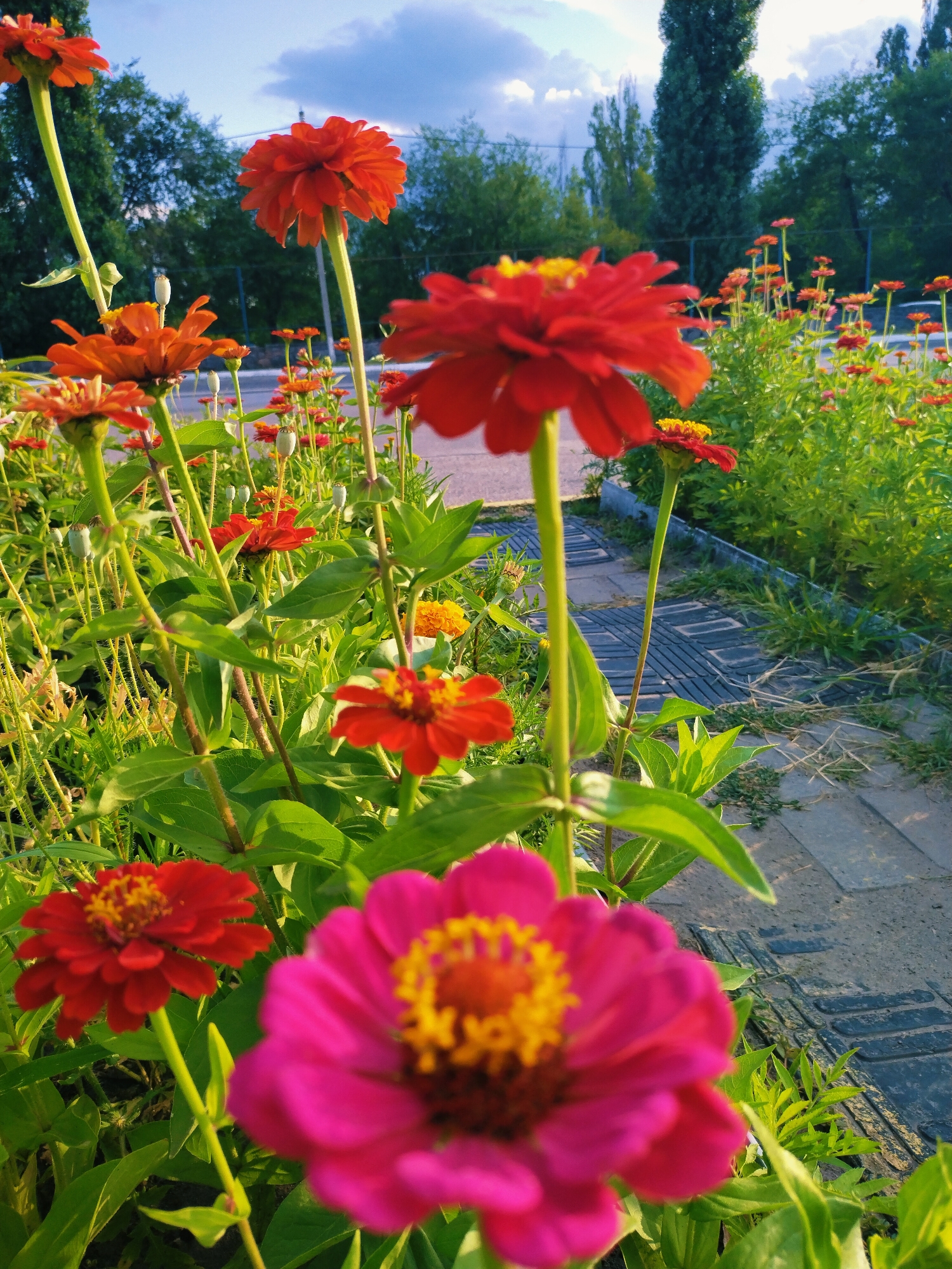 The image shows a close-up of a flowerbed with several zinnia flowers in bloom, primarily in shades of red and pink, with prominent yellow centers. The flowers are on tall, slender green stems with green leaves. In the foreground, a large pink zinnia is out of focus, with its petals and yellow center visible. Behind it, several red zinnias are in focus, displaying their layered petals. The background features a blurry scene with more flowers, green foliage, a paved walkway with a textured pattern, and trees under a bright blue sky with some clouds. The lighting suggests it is daytime, likely late afternoon due to the warm, directional light casting shadows. The scene appears to be an outdoor public space, possibly a park or garden within the city of Horishni Plavni, Ukraine. There are no people or animals visible in the image.