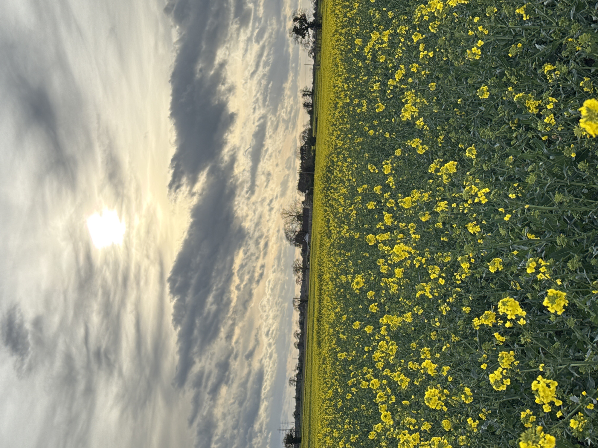 A field of yellow flowers occupies the right half of the frame. The left half of the frame shows a cloudy sky with the sun obscured by the clouds. A line of trees is visible on the horizon between the field and the sky. The image orientation is rotated 90 degrees counterclockwise. The location is likely near Great Yarmouth, United Kingdom, given the agricultural landscape and the presence of rapeseed or similar flowering crops, which are common in the area. No people are visible in the image.