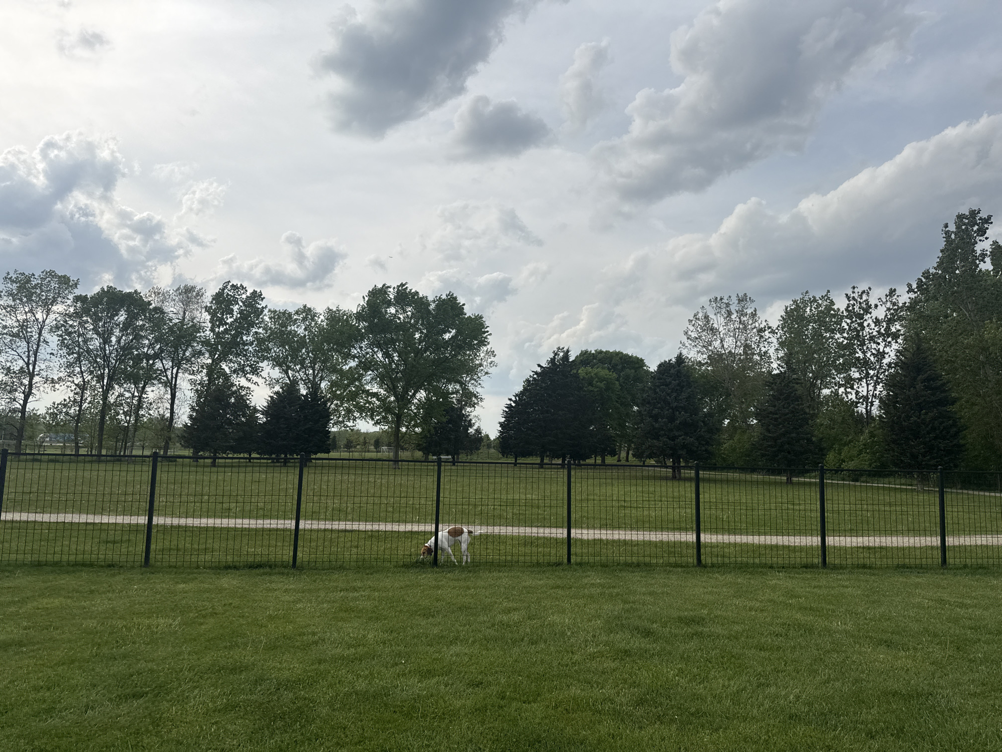 The photograph, taken in Glenview, United States of America, showcases a grassy field enclosed by a black metal fence. The field extends to a backdrop of trees under a cloudy sky. A dog with brown and white markings is positioned near the fence, appearing to sniff the ground. Beyond the fenced area, a dirt path bisects the green space.