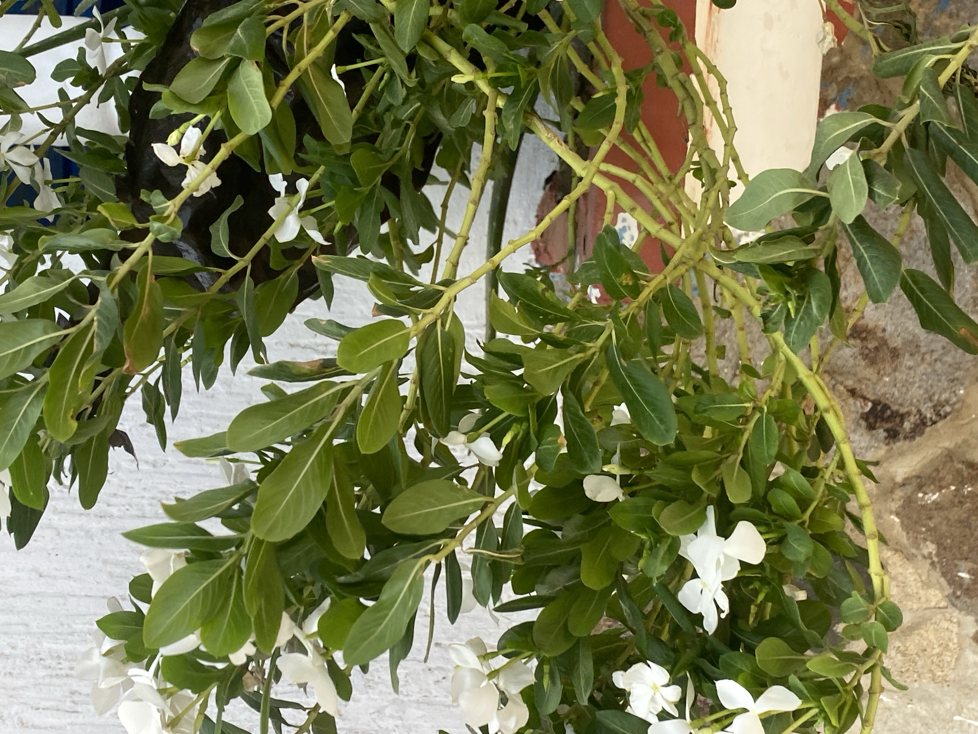 The image depicts a hanging plant with white flowers and green leaves. The plant appears to be spilling out of a dark container, and its branches extend towards the viewer. The background consists of a textured white wall, with hints of red and other colors suggesting additional architectural details or faded paint. The context of Juan Griego, Venezuela, is provided, but there are no specific features visible in the image that clearly identify the location beyond generic features of a building exterior. The scene is generally static, focusing on the botanical elements and the building's surface.