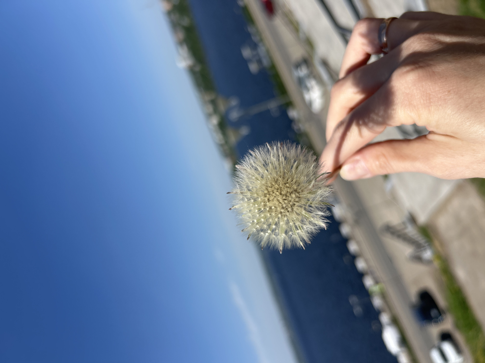 A hand holds a dandelion against a blue sky and cityscape background. The hand, with a ring on one finger, is in the upper right corner. The dandelion is held between the thumb and forefinger. The background shows a river or waterway with a road and parked cars on the adjacent shore. The city is Izhevsk, Russia. The image is angled, giving a skewed perspective of the scene.