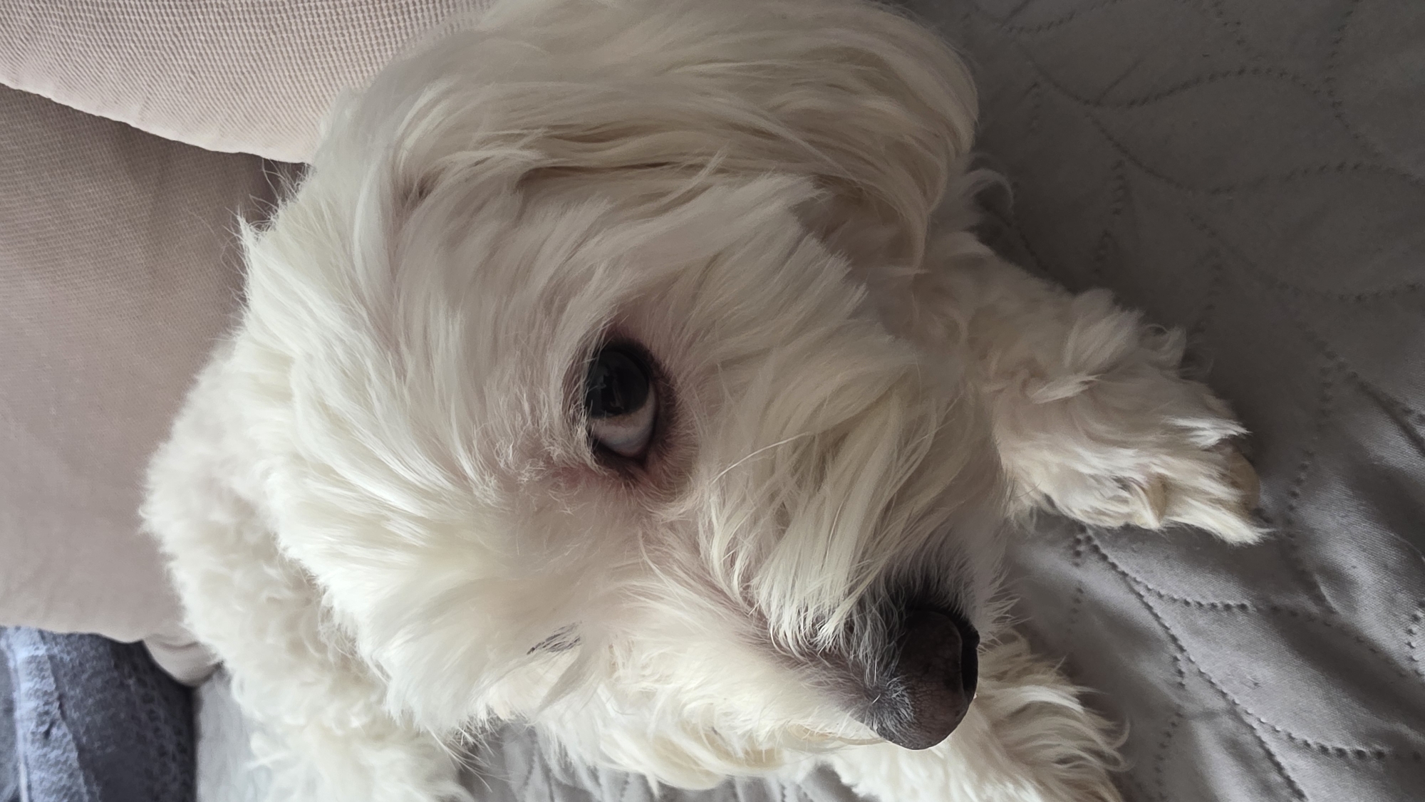 A close-up, angled shot depicts a white Maltese dog lying on a grey textured surface, likely a bedspread. The dog's head is angled towards the camera, with its dark eye visible through the long, white fur. The dog's black nose is also prominent. A beige cushion or pillow is partially visible in the upper left corner of the frame. There is no evidence to determine the location in Blagoevgrad, Bulgaria.