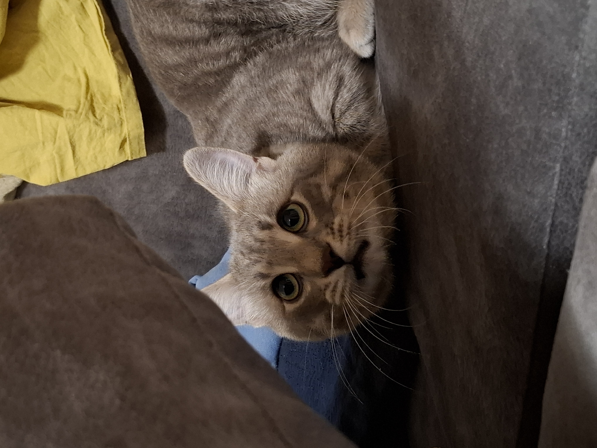A gray tabby cat with green eyes lies upside down on a gray fabric surface. A yellow cloth is visible near the top left corner. The cat's head is oriented towards the viewer. Part of a brown upholstered object is in the lower left corner.
