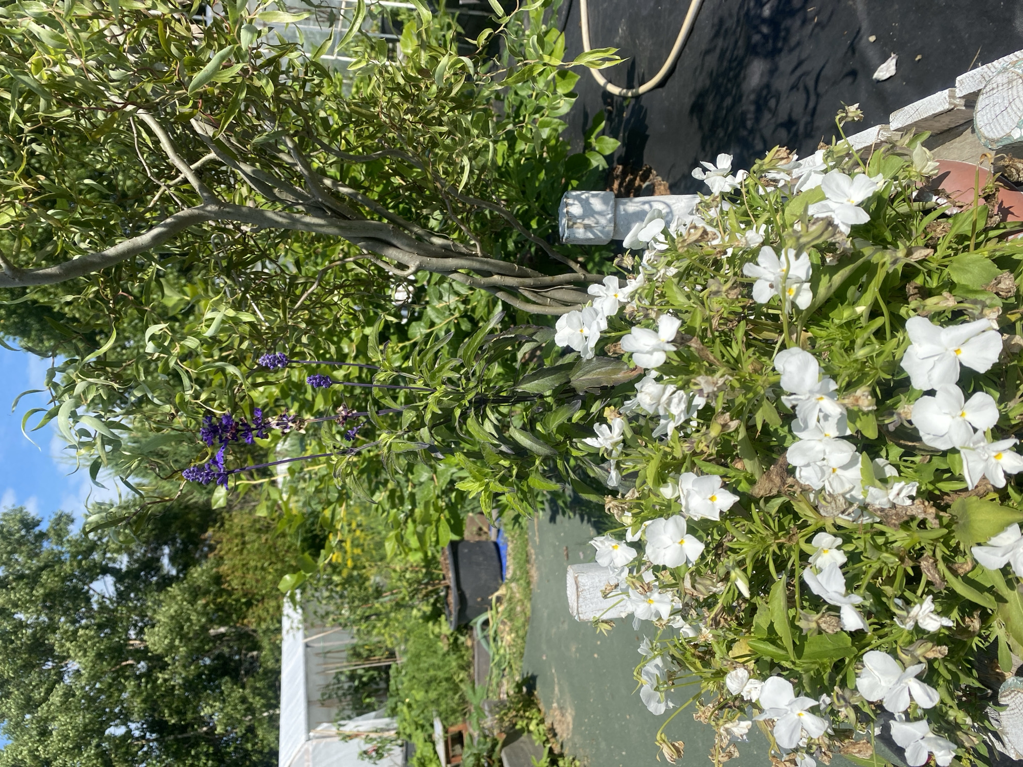 In Tret'ya Pad', Russia, a close-up shot reveals a vibrant garden scene on a sunny day. In the foreground, a planter overflows with white flowers, their delicate petals catching the sunlight. Behind them, a slender tree with twisting branches stands tall, its leaves providing a lush backdrop. A stalk of purple flowers adds a touch of color to the scene, while a white post with a weathered top anchors the planter. In the background, a greenhouse and rows of garden beds suggest a productive and well-maintained garden. The ground is covered with a green mat, with patches of black fabric adding texture and contrast. The sky above is a clear, bright blue, completing the idyllic picture of a thriving garden.