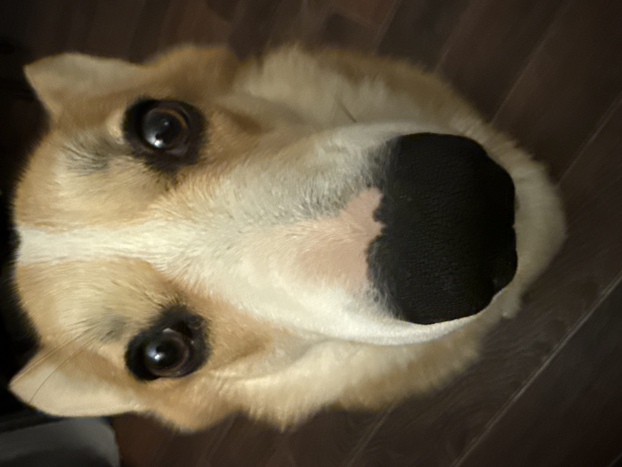 A close-up, high-angle shot depicts a corgi dog's face. The dog has black eyes, tan and white fur, and a large black nose with a small patch of pink skin. The background appears to be a dark, wooden floor. There is no indication that the image was taken in Votkinsk, Russia.