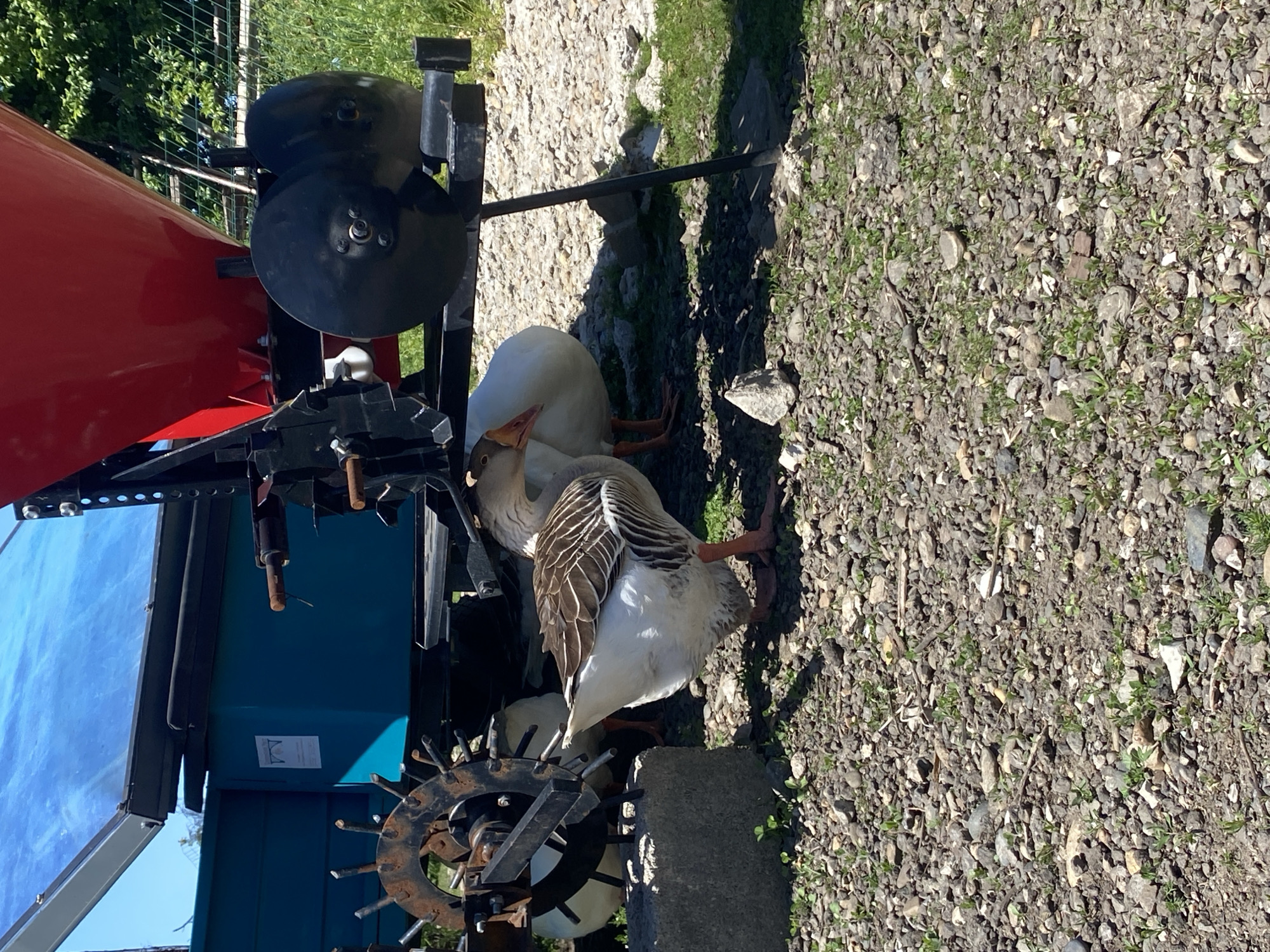 The image depicts two geese near agricultural equipment. The equipment features a red tank, a blue container with a solar panel, and a rusty wheel with spikes. The ground is covered with gravel and some sparse vegetation. The location is purportedly in Neftyanik, Russia, but this cannot be verified from the image content. There are no people visible. The geese are standing near the equipment. The interaction between the geese and the equipment appears incidental. The environment is rural or agricultural, as indicated by the presence of farming machinery.