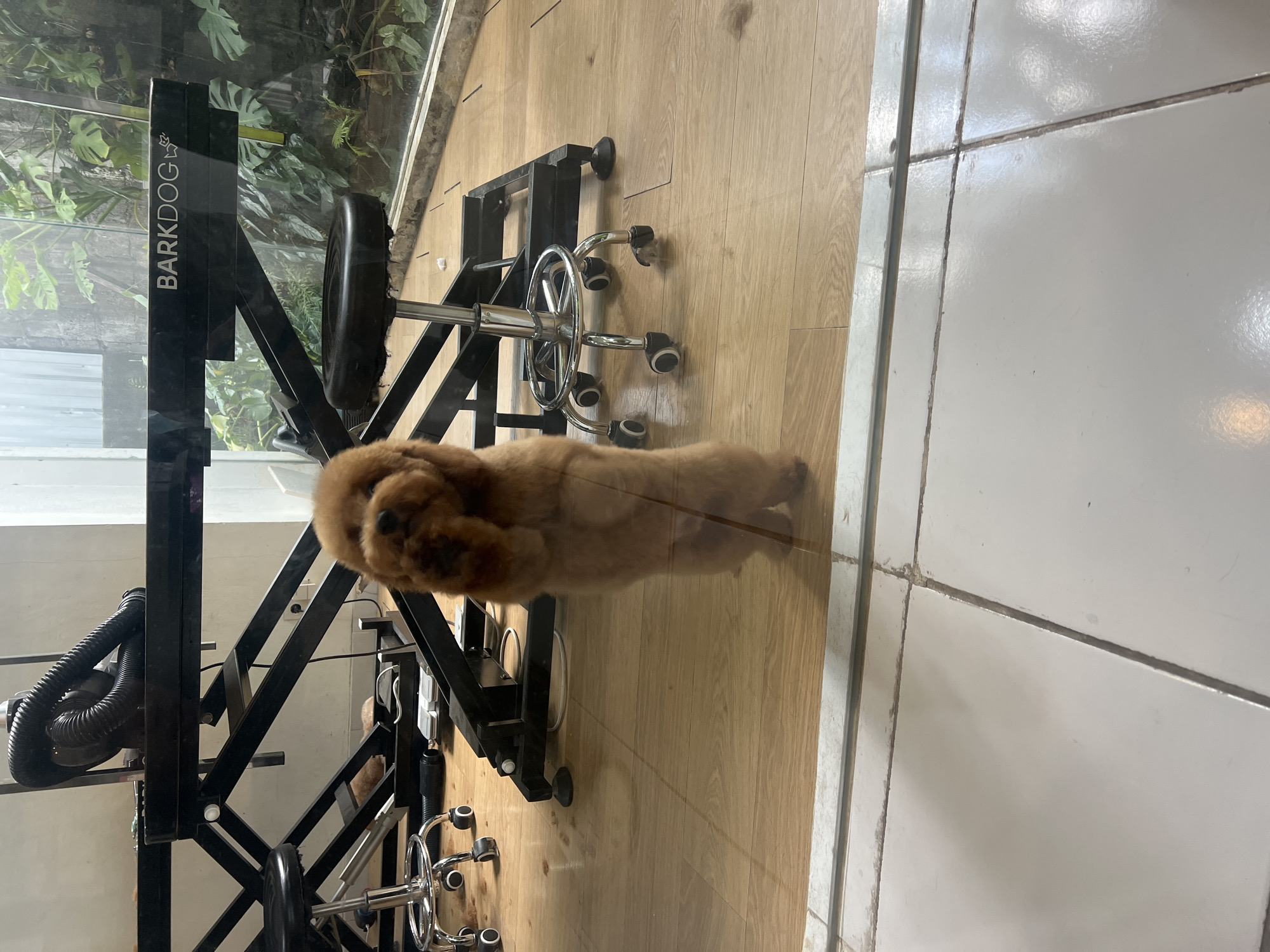 A small, light brown dog stands on its hind legs, facing the camera. It has fluffy fur and its front paws are held up near its face. The dog is in an indoor setting with a wooden floor and large windows. Behind the dog, a black grooming table with a metallic scissor lift mechanism is visible. A black hose, possibly from a dryer, is attached to the table. Two wheeled grooming chairs are positioned to the left and right of the table. Outside the windows, lush green foliage is visible. The floor in the foreground is tiled with white tiles. The scene appears to be a dog grooming salon. There is no indication of the specific location in Mengwi, Indonesia, other than the general setting of a grooming salon.