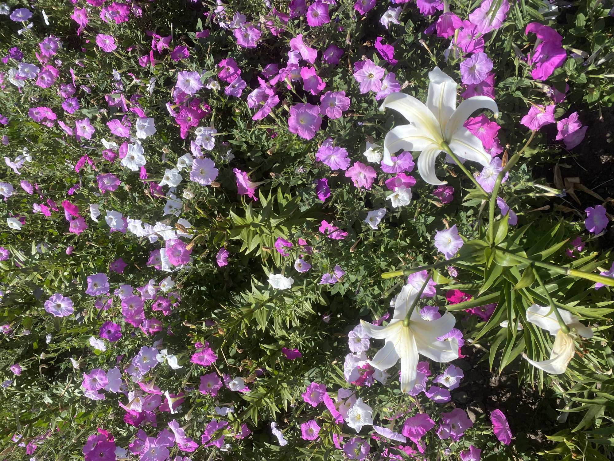 The image shows a close-up, overhead view of a flower bed filled with numerous petunias and two white lilies. The petunias are predominantly in shades of pink and light purple, with some white blooms scattered throughout. The lilies are large and white, with prominent yellow stamens. The flowers are densely packed, creating a vibrant and textured display. The background consists of green foliage and dark soil. The scene is located in the city of Ustyvytsia, Ukraine. There are no people or animals visible in the image, and no discernible actions or interactions are taking place. The environment is an outdoor garden setting, bathed in bright sunlight.