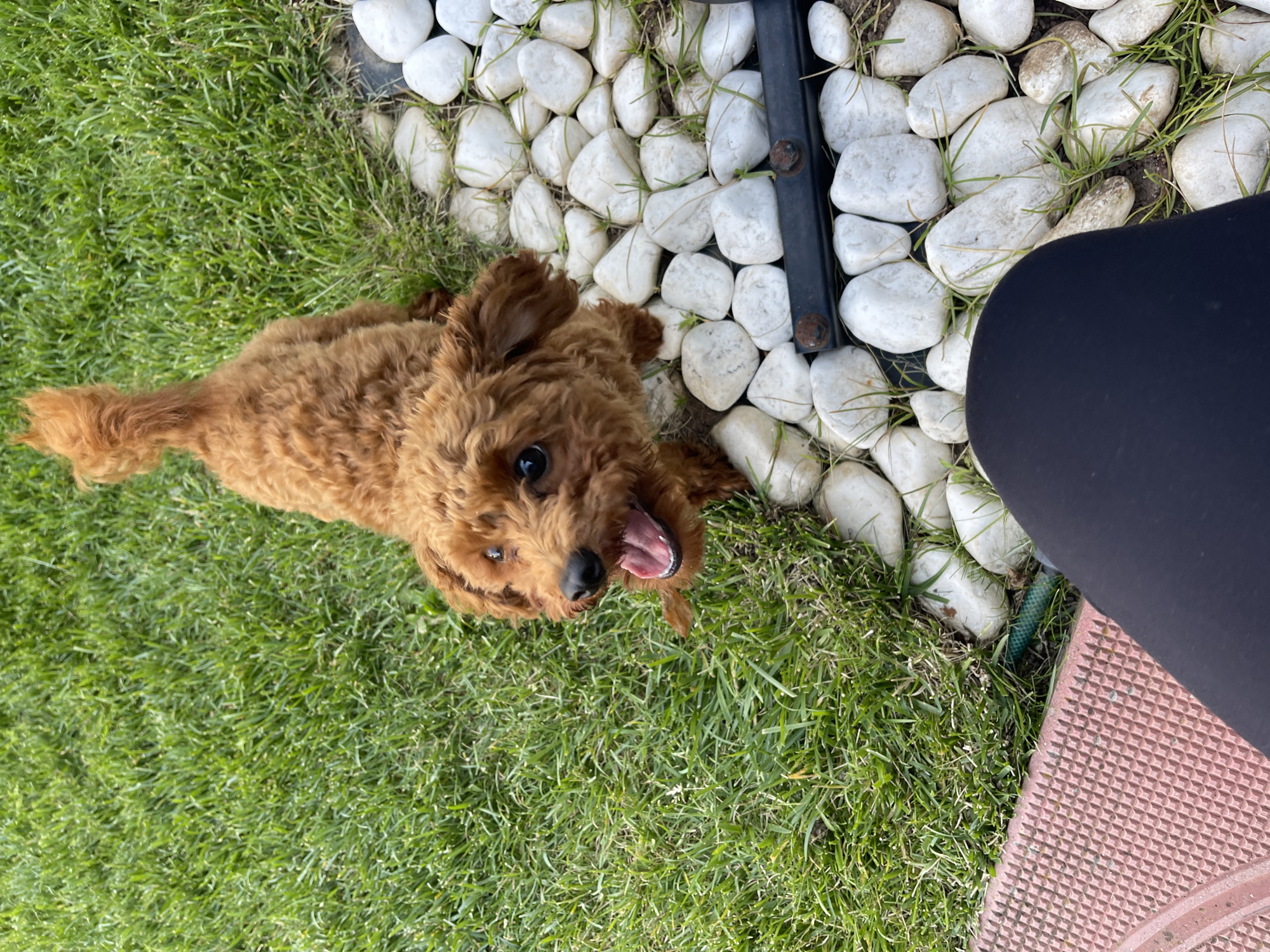 In Sofia, Bulgaria, a fluffy, reddish-brown poodle mix puppy is captured in a close-up shot outdoors. The puppy is positioned on a grassy area next to a border of white, smooth stones. The puppy is looking directly at the camera with its mouth open, appearing to pant or bark, and its tail is raised in a curve. The foreground shows a portion of a person's dark leggings and a red, textured surface, possibly a patio border. The background is primarily lush green grass and the white stones. The lighting suggests it is daytime.