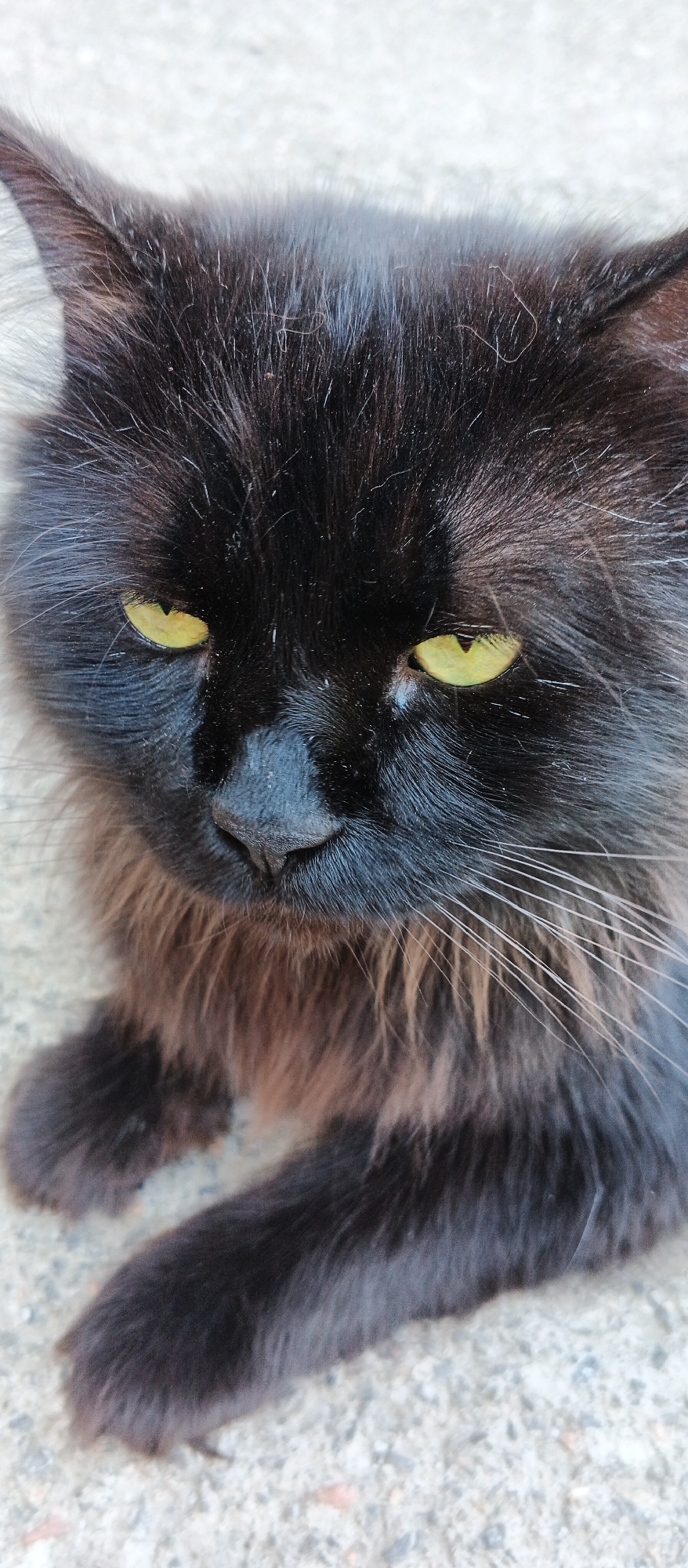 A close-up, vertical, eye-level shot captures a black cat with long fur and piercing yellow eyes. The cat is looking directly at the camera, its gaze intense. Its fur is predominantly black, but with hints of brown or reddish undertones visible around its neck and chest. The cat's nose is dark and appears slightly moist. Long, white whiskers extend outwards from its muzzle. The background is a light-colored, textured surface, possibly concrete or asphalt, suggesting an outdoor setting. The image is cropped tightly on the cat's face and front paws. There is no indication of the city of Smila, Ukraine, or any specific location details within the image.