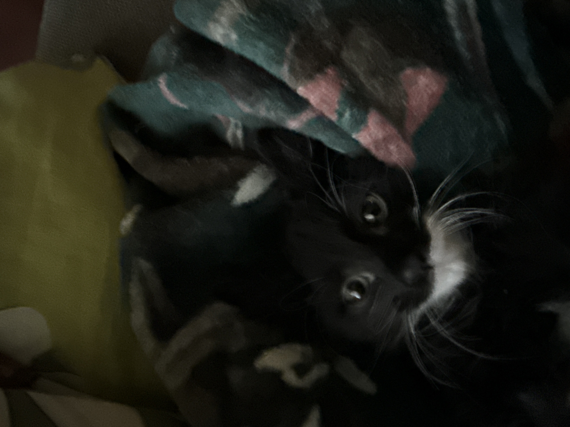 An intimate, angled portrait captures a black and white tuxedo cat peeking out from under a patterned blanket. The cat's head and upper body are visible, with its curious, wide eyes looking directly at the viewer. Its face is predominantly black with a distinct white muzzle, chin, and long white whiskers.
The cat is nestled within a soft, textured environment. A prominent blanket with a design featuring dark green/teal and muted pink/red patches covers much of the scene, creating a cozy and slightly abstract background. To the left, a section of soft, yellowish-green fabric is visible, possibly another piece of bedding or furniture. The lighting appears soft and ambient, suggesting an indoor setting, possibly in low light, which accentuates the cat's bright eyes. The overall impression is one of comfort and curiosity, with the cat appearing alert and engaged. No text is visible in the image.