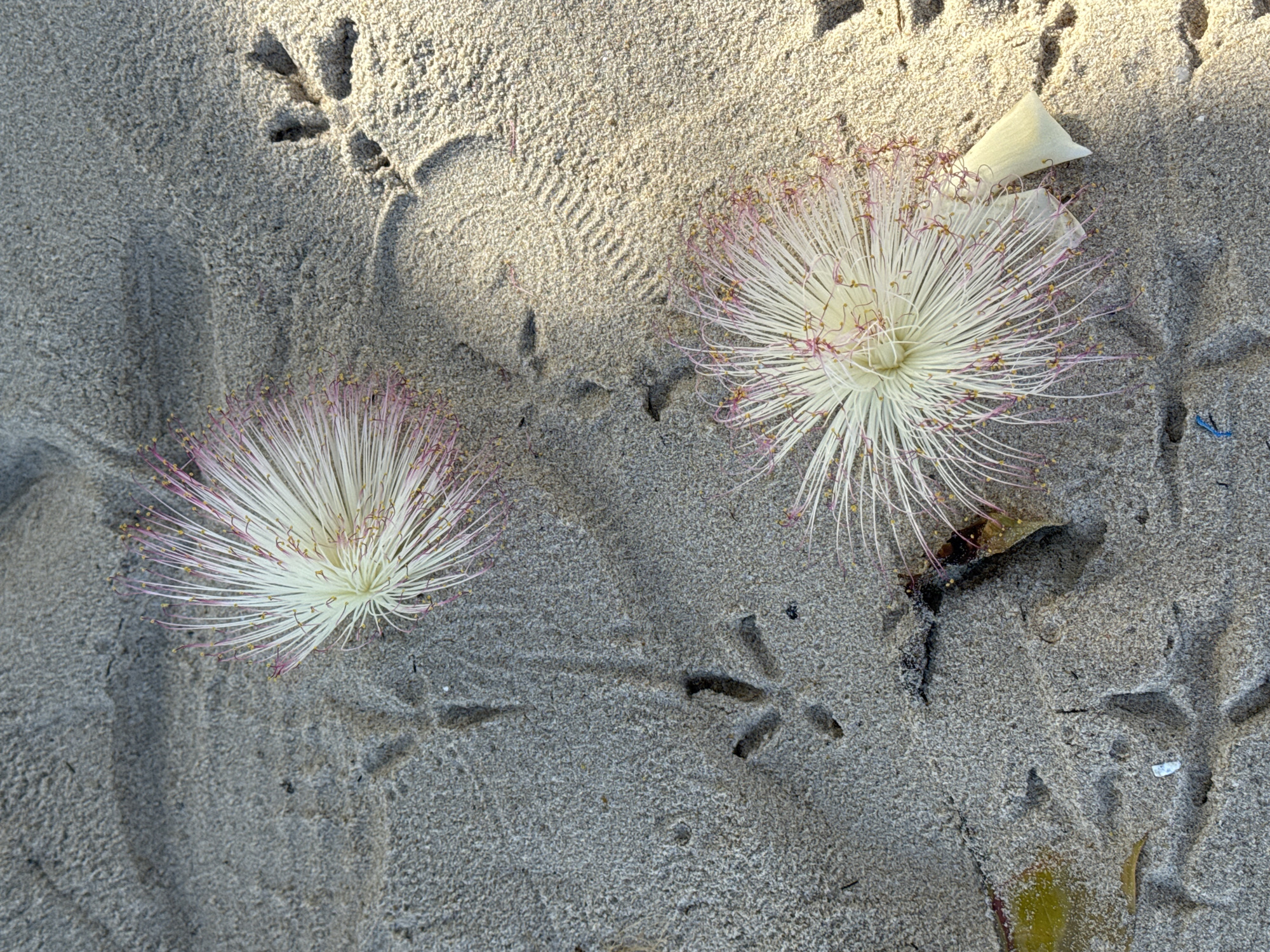 The image depicts a close-up view of two delicate, star-shaped white flowers with pink filaments resting on damp, grey sand. The sand is imprinted with several bird footprints, suggesting a coastal or natural environment. One flower is positioned towards the upper left, and the other towards the lower right of the frame. A single white petal has detached from the lower flower and lies beside it. The lighting suggests it is either early morning or late afternoon, casting subtle shadows on the sand. This scene was captured on the beach in Patong, Thailand, evident from the distinctive sand texture and the common presence of shorebirds in this area. There are no people or human interactions visible in the image.