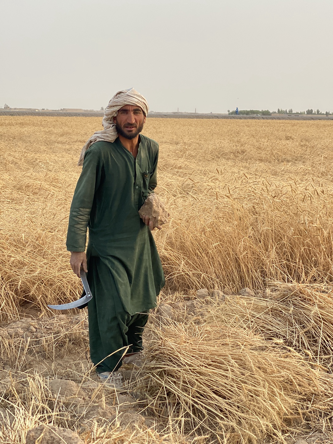 A man stands in a field of wheat in Alaqadari Daman, Afghanistan. He wears a head covering, a long green tunic, and dark trousers. He holds a curved blade tool in his left hand, a handful of harvested wheat in his right hand. The field of wheat extends to the horizon. In the distance are a few scattered structures and trees. The sky is overcast.