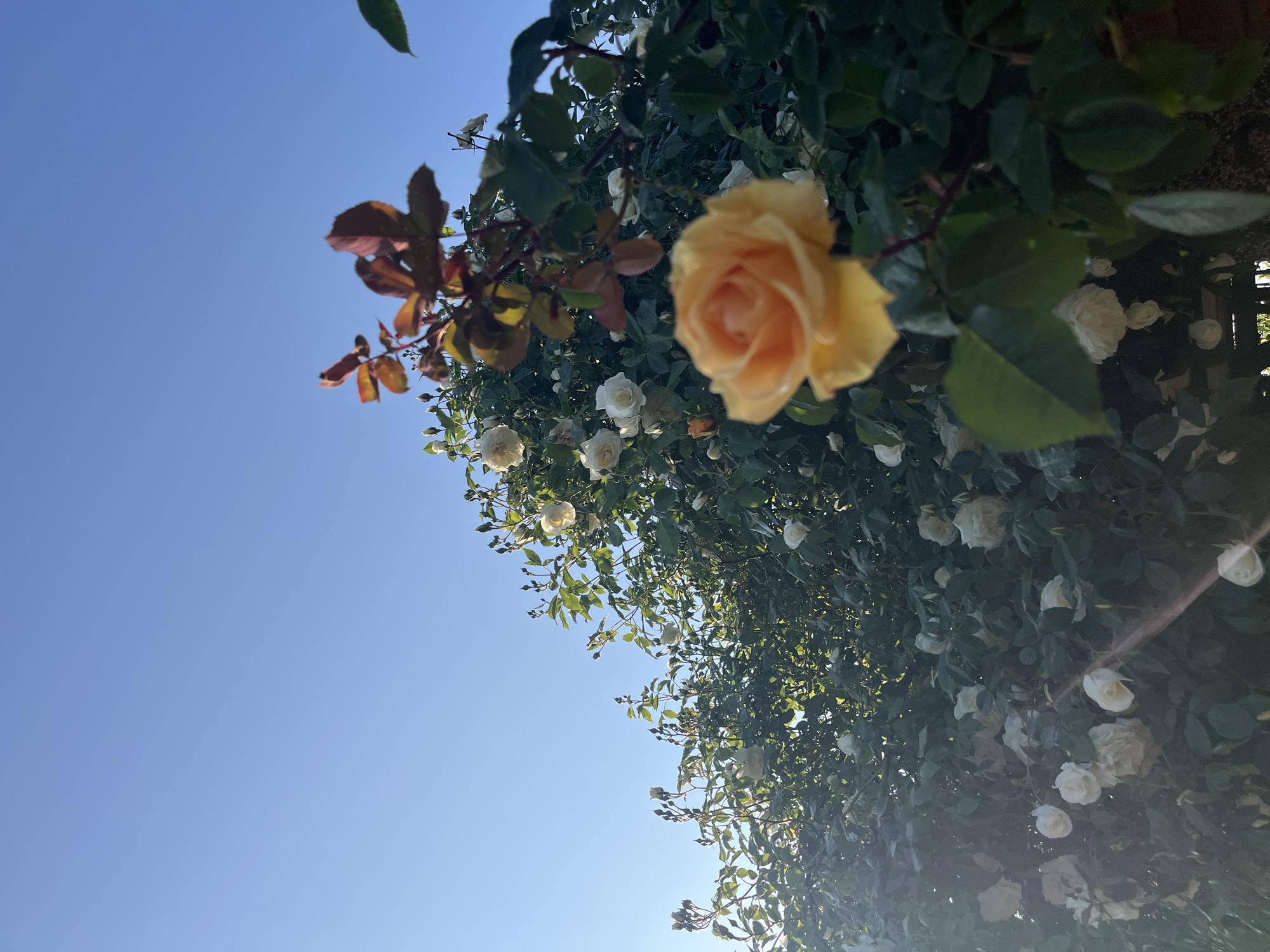 The image depicts a rose bush with yellow and white roses under a clear blue sky. Some leaves are visible, along with a partial wooden fence. The location, Lozarevo, Bulgaria, is not discernible from the image itself.