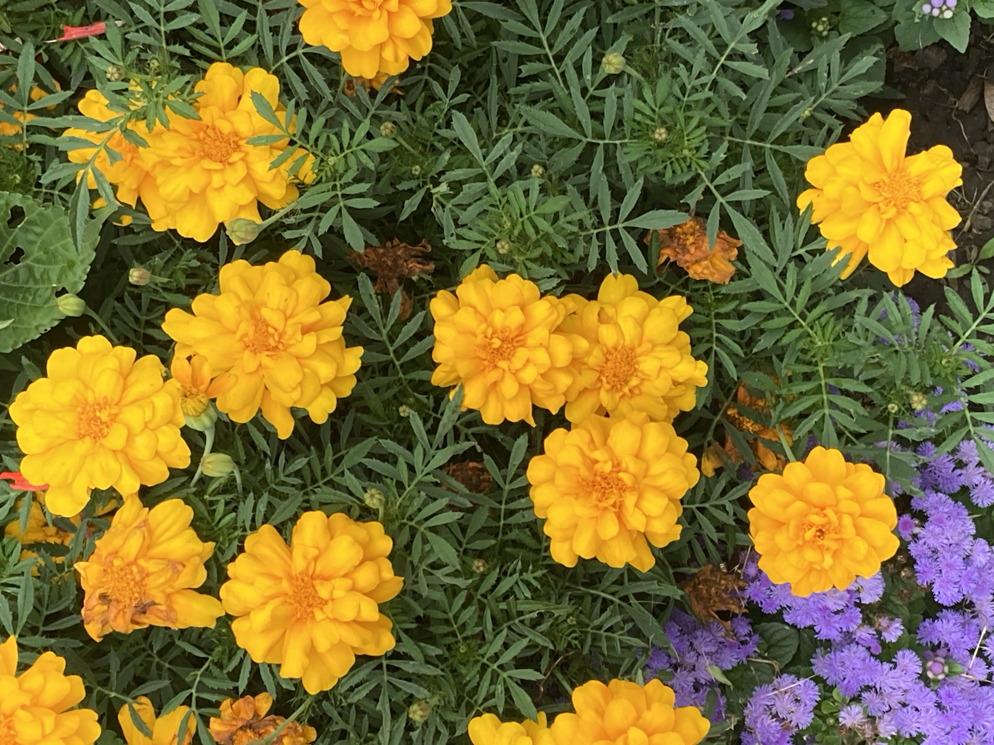 A close-up, overhead shot captures a vibrant bed of flowers, predominantly bright yellow marigolds interspersed with delicate purple blooms. The marigolds, with their layered petals, are in full bloom, while the smaller purple flowers create a soft, textured carpet. Lush green foliage forms the backdrop, with a few dried brown petals scattered among the living blossoms, suggesting a natural garden setting. The lighting is even, highlighting the rich colors and intricate details of the flora, without any discernible human presence or man-made structures.