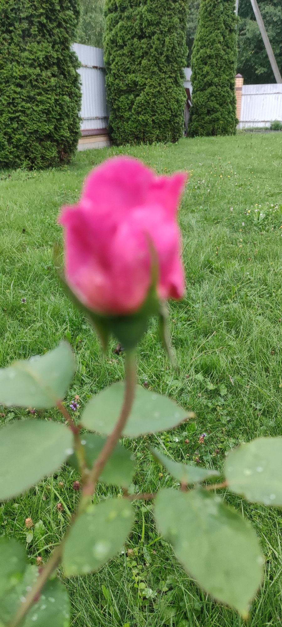 An out-of-focus, close-up shot captures a single pink rosebud in the foreground, set against a blurred background of green grass and two tall, dark green evergreen trees. A white metal fence is visible behind the trees, with a portion of a brick pillar on the right. The rosebud, stem, and several leaves are slightly dewy. The overall scene suggests an outdoor garden setting in a residential area, possibly a backyard in Московский Ветеран Снт, Russia, given the presence of the fence and manicured evergreens. There are no people or animals visible in the image.
