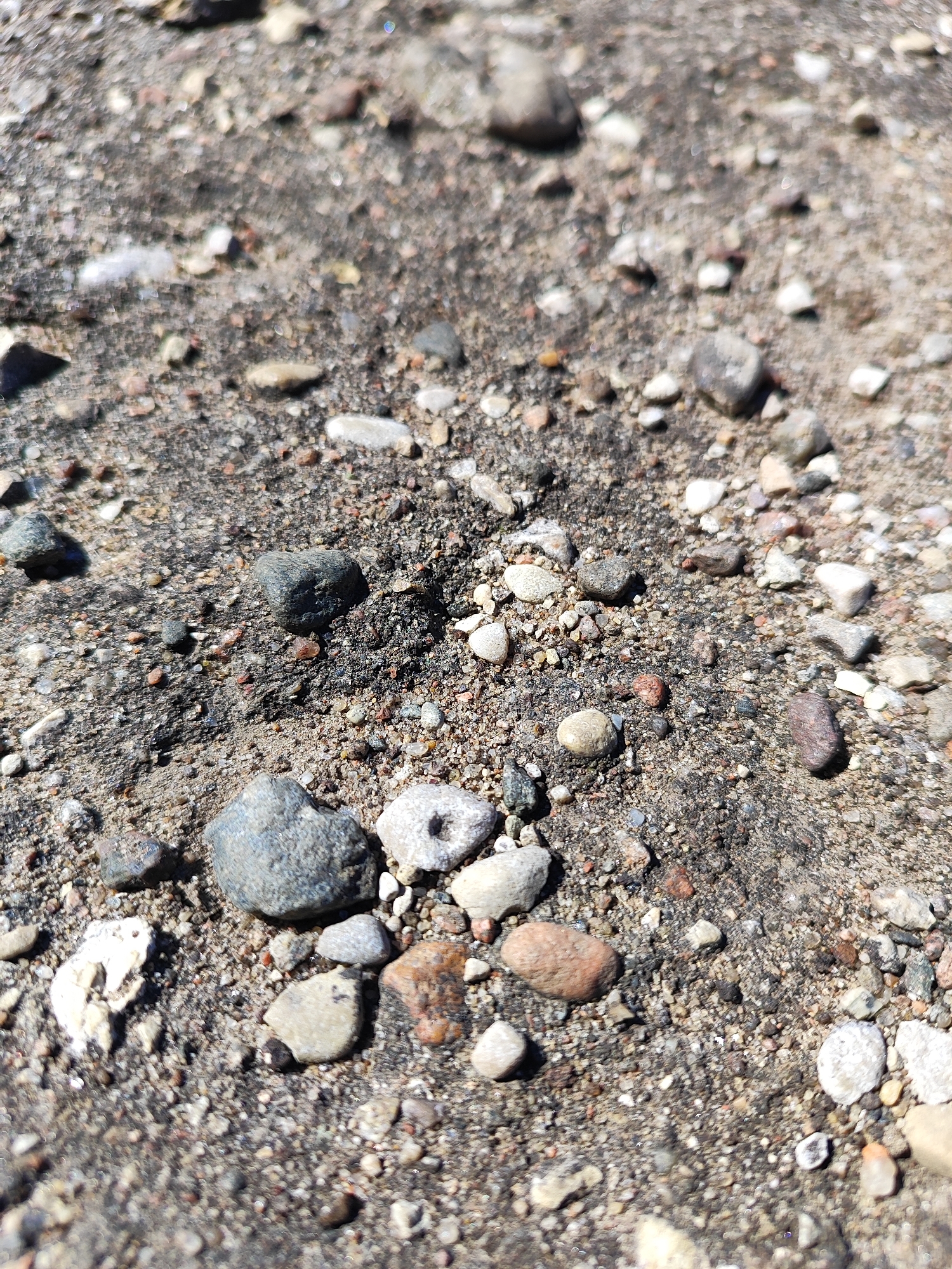 The image depicts a close-up view of a gravelly, dirt-covered surface, likely a pathway or ground in an outdoor urban setting. The foreground is in sharp focus, revealing numerous small to medium-sized stones, pebbles, and coarse sand particles. The stones vary in color, including shades of grey, brown, red, and white, with some appearing smooth and rounded, while others are more angular. The texture of the ground is rough and uneven. In the background, the detail becomes progressively blurred, suggesting a shallow depth of field. There are no people or visible man-made structures in the immediate vicinity. The lighting indicates a bright, possibly sunny day, casting subtle shadows on some of the stones. Based on this visual evidence alone, it is impossible to definitively determine the specific location within the city of Hrodna, Belarus. The scene is generic to many outdoor environments with loose ground cover.