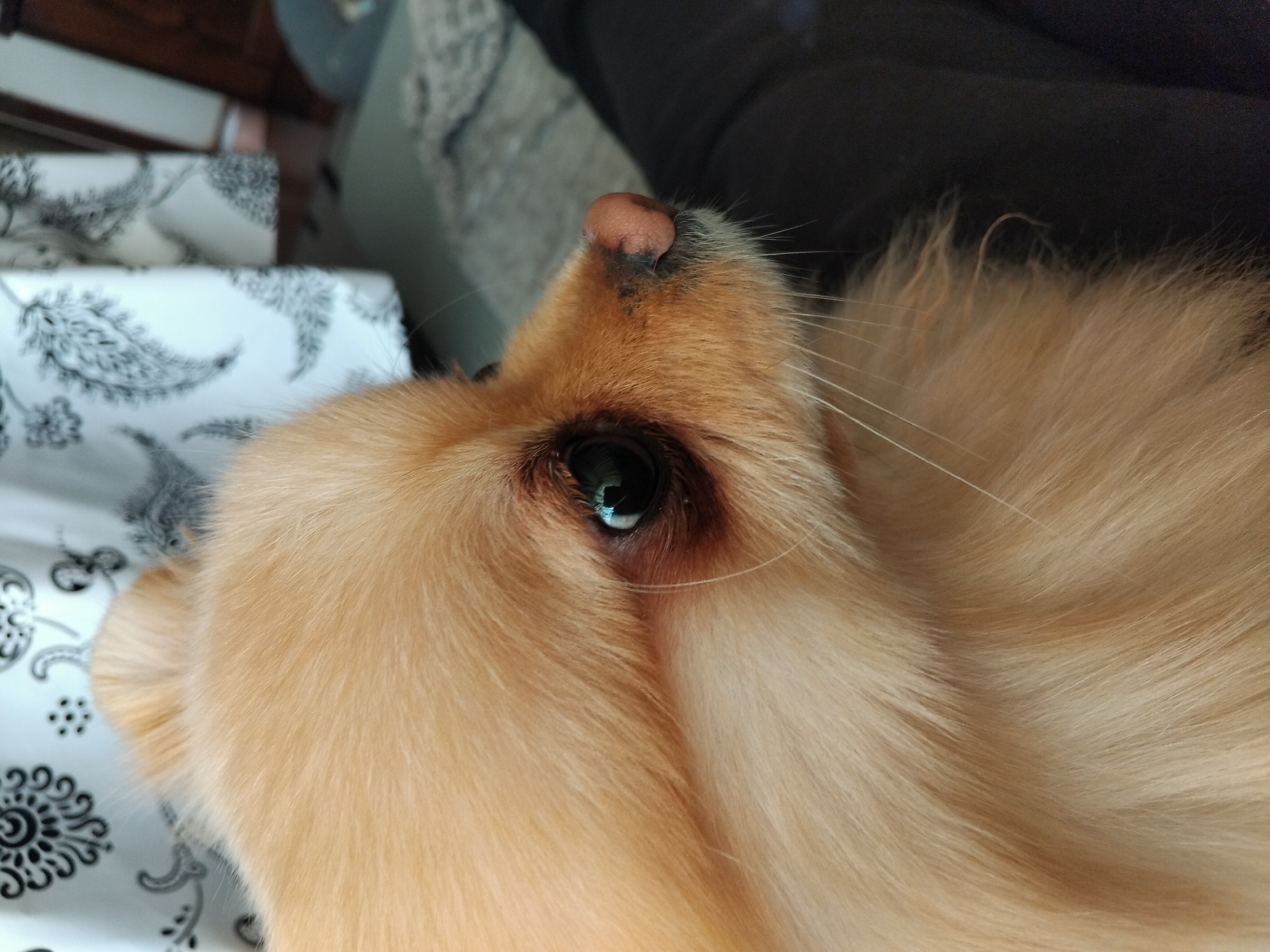 A close-up, ground-level shot shows the head of a golden-colored, long-haired dog resting on a white and black paisley patterned surface. The dog's left eye is visible, reflecting light, with a pink nose and several whiskers extending from its snout. The background includes a dark blurred area, possibly clothing, and a light-colored, indistinct object. The photo was taken in Apriltsi, Bulgaria.