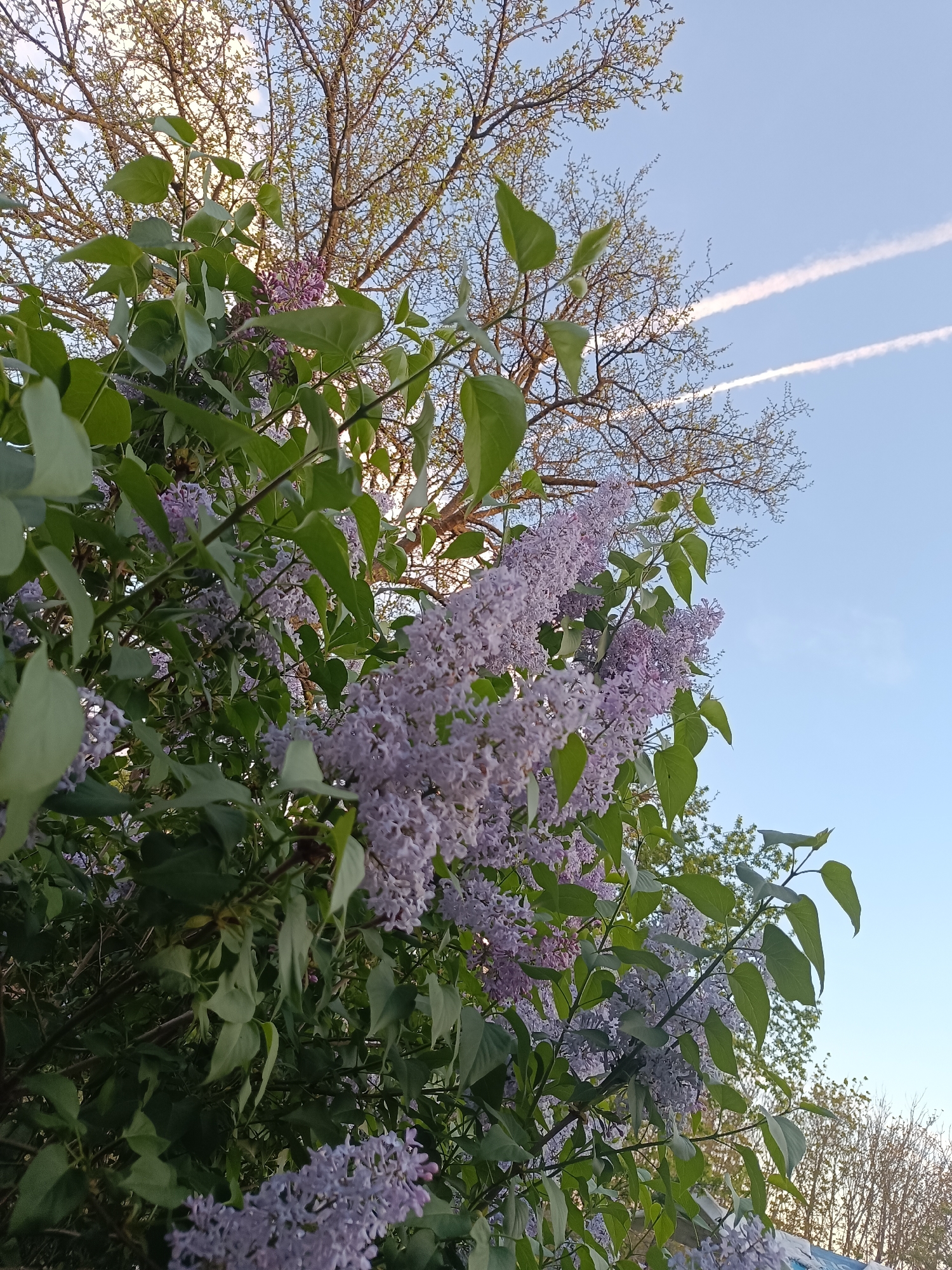 An upward-angled, daytime photograph captures a vibrant lilac bush in full bloom against a clear blue sky and the upper branches of a large deciduous tree. The foreground is dominated by clusters of lavender-purple lilac flowers and lush green leaves, suggesting springtime. The light appears soft, possibly indicating morning or late afternoon.
In the midground, the intricate network of bare or very early budding branches of a deciduous tree fills the upper portion of the frame, some branches showing nascent light green foliage. The bright blue sky in the background features two distinct white contrails, remnants of aircraft, stretching diagonally across the upper right side. The overall composition creates a sense of natural beauty and tranquility. There is no visible text or identifiable human activity, focusing solely on the natural elements. The scene is set in what is externally identified as Vasil Drumev, Bulgaria, showing typical temperate flora.
