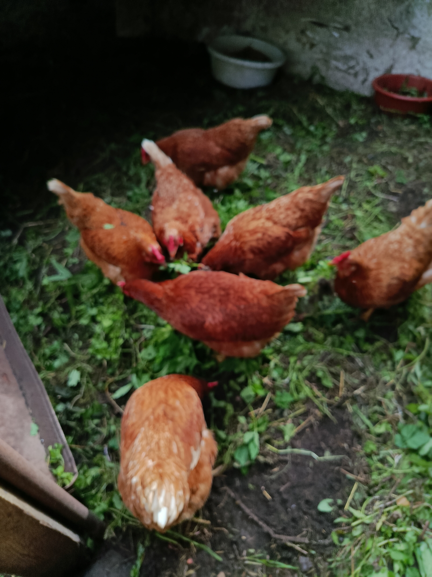 In the city of Unknown, Unknown, an outdoor scene depicts several brown chickens foraging in a patch of green grass and dirt. The chickens have reddish-brown feathers with some white markings, and visible red combs. They are clustered together, with some pecking at the ground and others looking around. In the background, a white bowl and a red bowl are visible, along with a textured wall. The lighting suggests it may be overcast or late in the day.