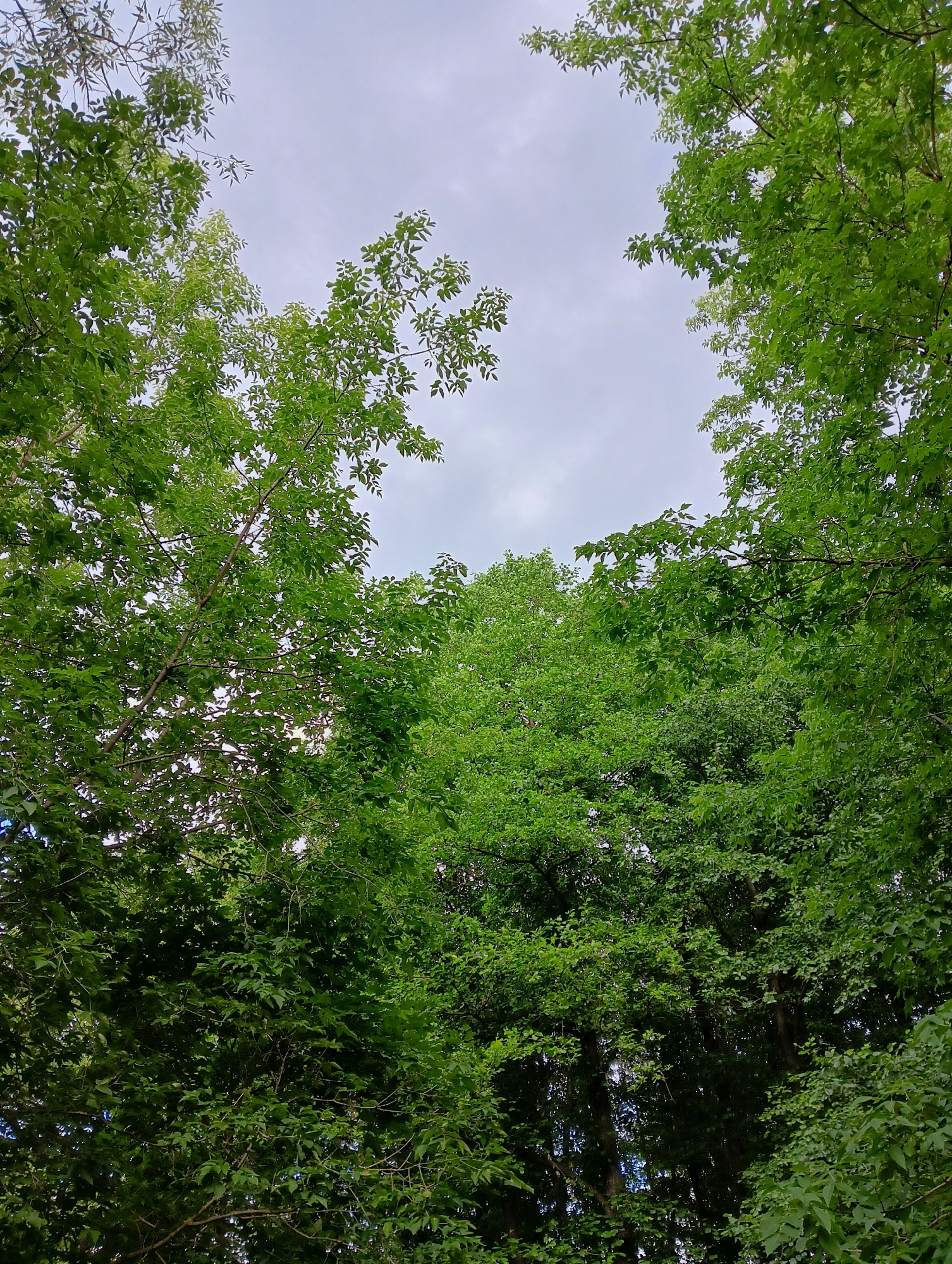 This is a low-angle shot looking up at a canopy of lush green trees against a cloudy sky. The trees are dense with leaves, obscuring much of the sky, but creating a natural frame around a lighter patch of sky in the center. The image appears to have been taken outdoors in a wooded area, likely a park or forest, given the thick growth of trees. No people, animals, or man-made structures are visible. The scene suggests a natural, tranquil environment.