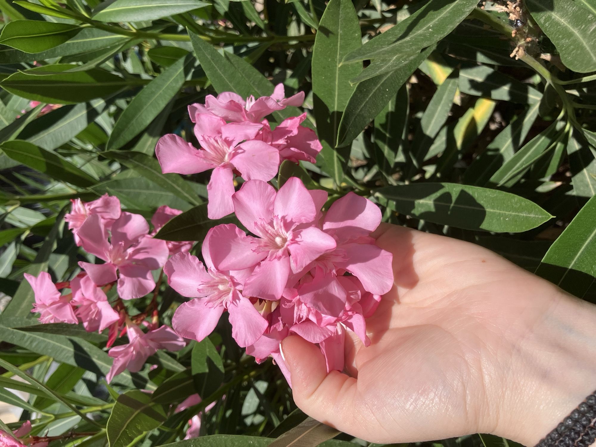 A close-up, high-angle shot shows a person's left hand gently holding a cluster of vibrant pink oleander flowers. The hand, with visible veins and a dark woven bracelet on the wrist, is positioned in the lower-left quadrant of the frame. Behind the hand and flowers, lush green oleander leaves create a dense, leafy backdrop, with some leaves showing signs of yellowing. Sunlight casts dappled shadows across the foliage and flowers, indicating an outdoor setting. The image is focused on the interaction between the hand and the delicate blooms, highlighting their textures and colors against the natural environment.