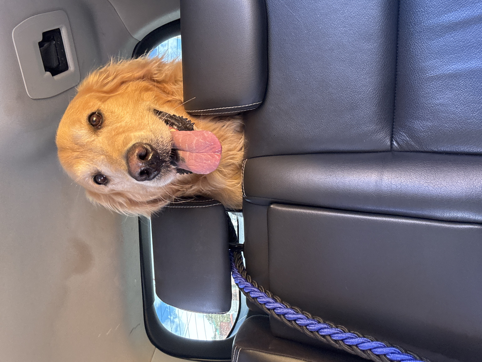 A golden retriever dog is sticking its head between two dark leather car seats. The dog is panting with its tongue hanging out. A blue and black rope is attached to the car seat. The scene appears to be inside a vehicle. Location details were not provided.