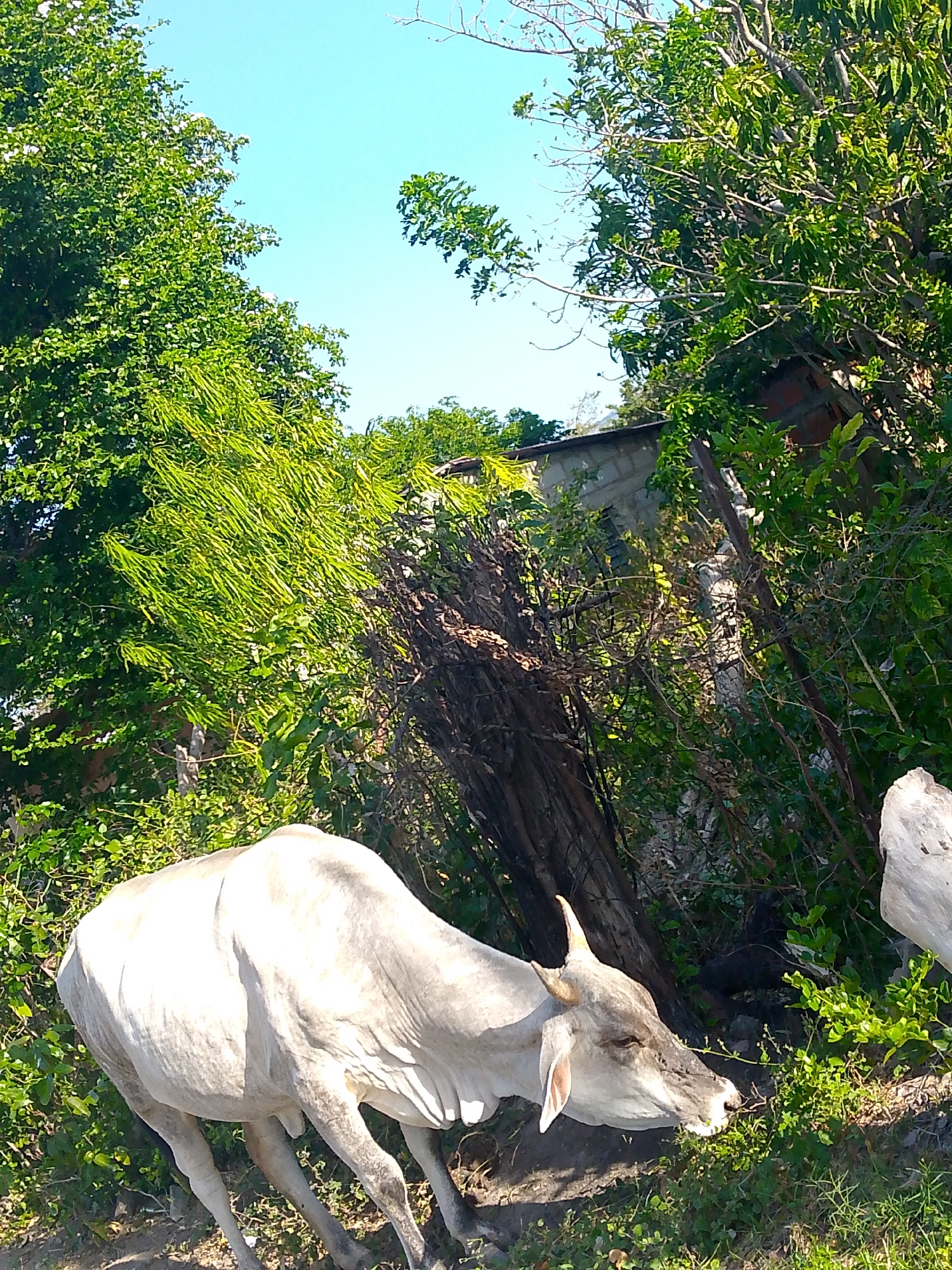 The scene is set in Juan Griego, Venezuela. Two light-colored cattle graze among dense green vegetation in a rural or semi-rural area. The foreground features one cow, while another partial cow figure is visible in the lower right. The foliage includes a variety of tree types and shrubs. Behind the cows and the vegetation is a partially visible building, suggesting a mix of natural and human-built environments. The sky is blue and clear.