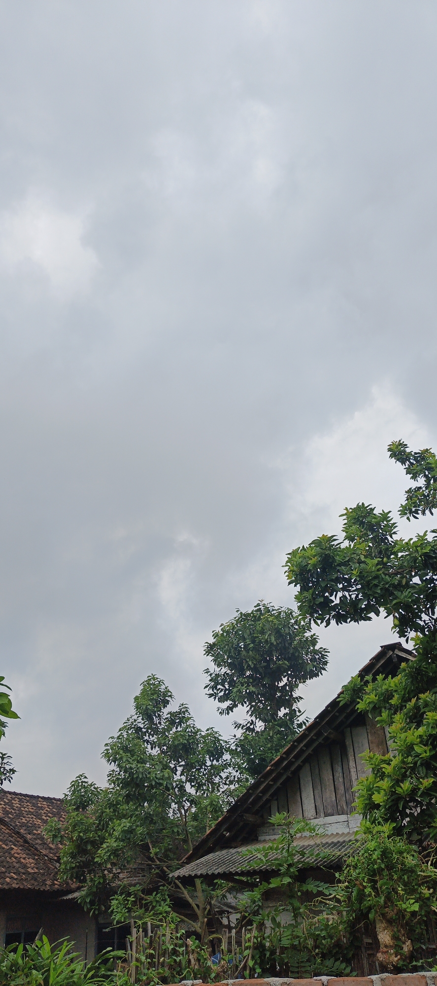 This is a low-angle shot of a cloudy sky above a cluster of buildings and lush green trees. The sky occupies the majority of the frame, with diffuse gray clouds obscuring any direct sunlight. In the foreground and mid-ground, several trees with dense foliage are visible, their branches reaching towards the sky. Two distinct structures are partially visible. To the left, a building with a terracotta-tiled roof is evident, with its walls appearing to be made of brick or concrete. To the right, a second building is visible, featuring a steeply pitched roof covered with corrugated metal or asbestos sheets. This structure has wooden siding on its upper portion. The area appears to be a residential or rural setting, likely in Kemuning, Indonesia, given the architectural style and vegetation. There are no people visible in the frame. The scene depicts a natural environment with man-made structures under an overcast sky.